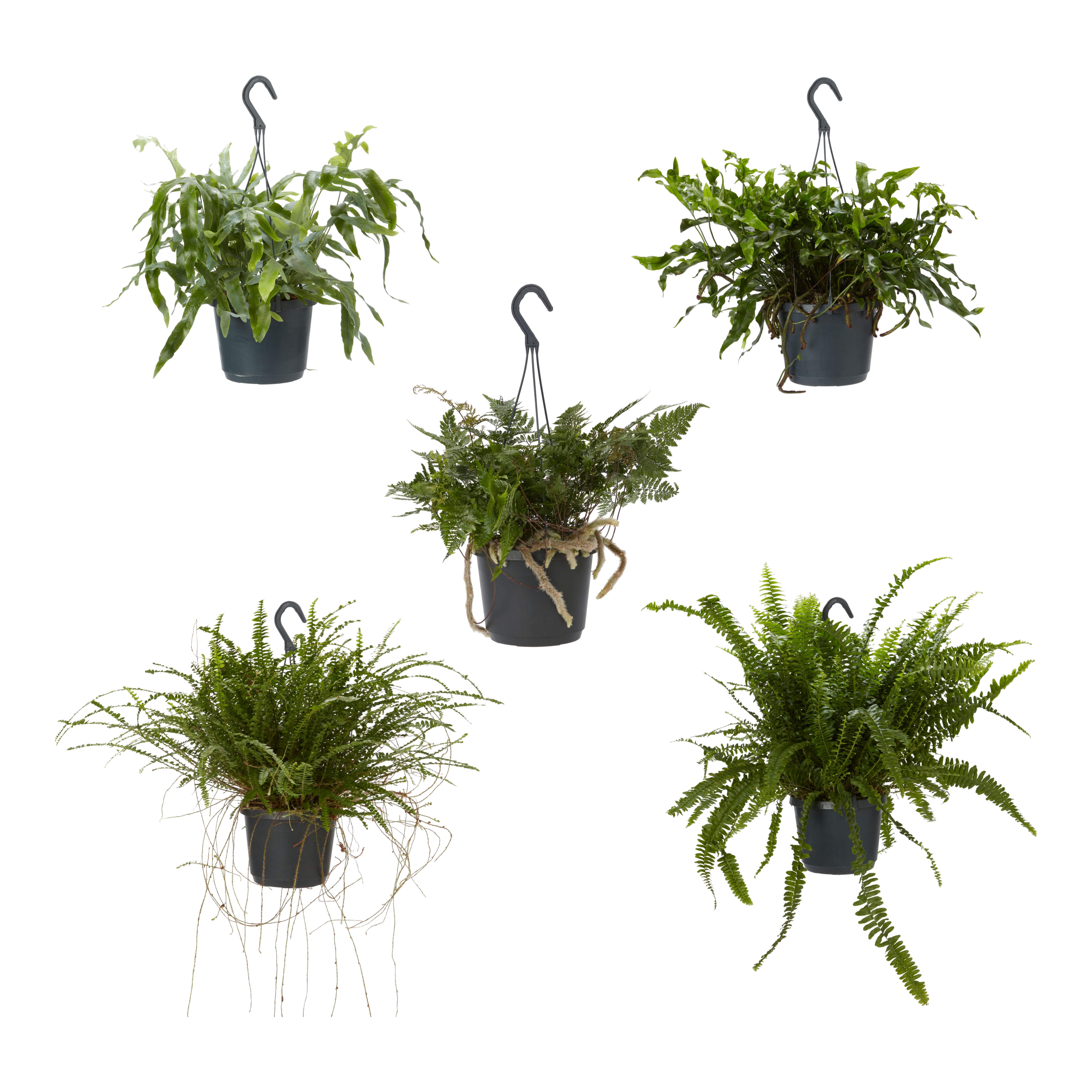 Vaso 17 Green Basics Growpot Antracite | Elho