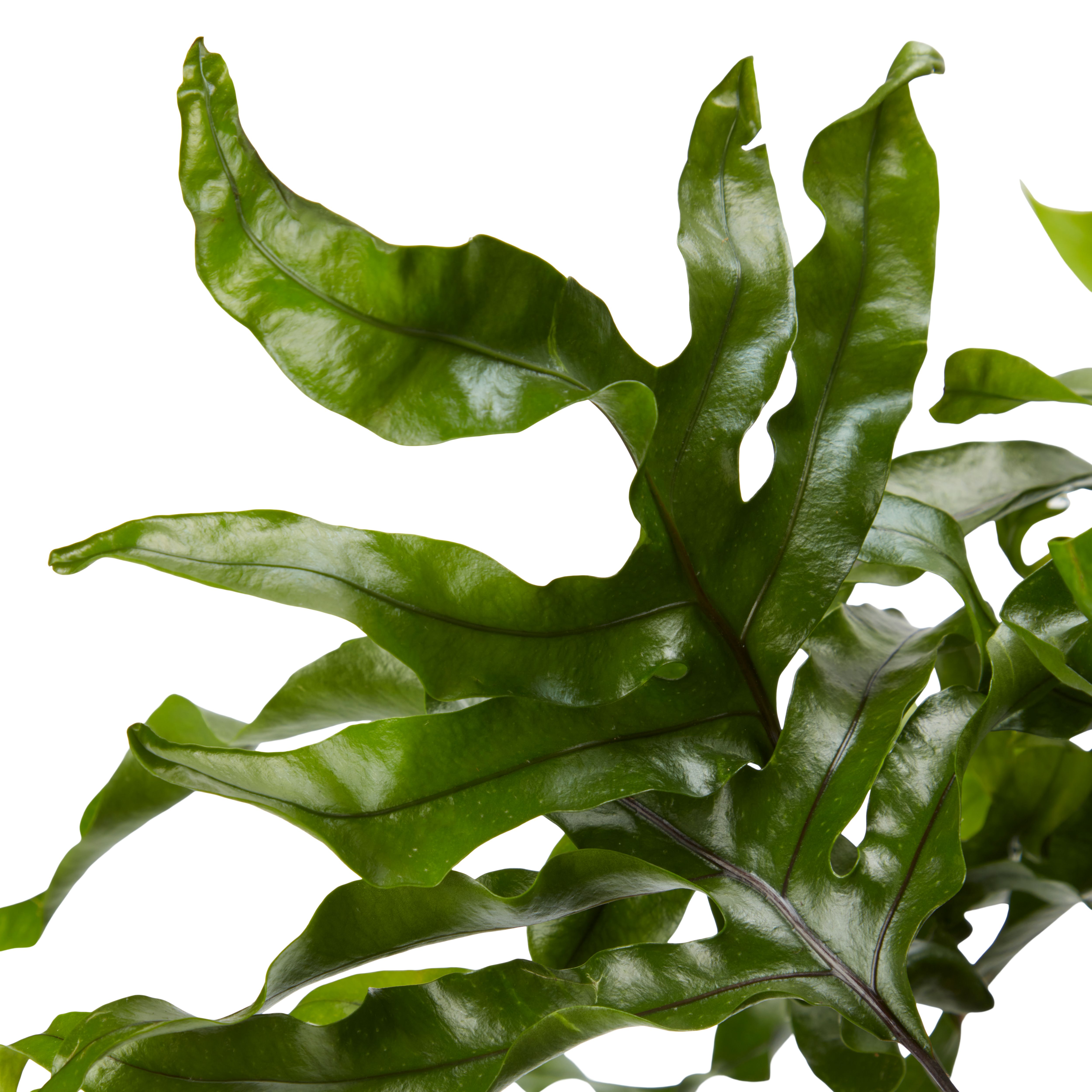 ELHO OFFERTA 3 VASO GREEN BASICS GROWPOT 21CM VERDE