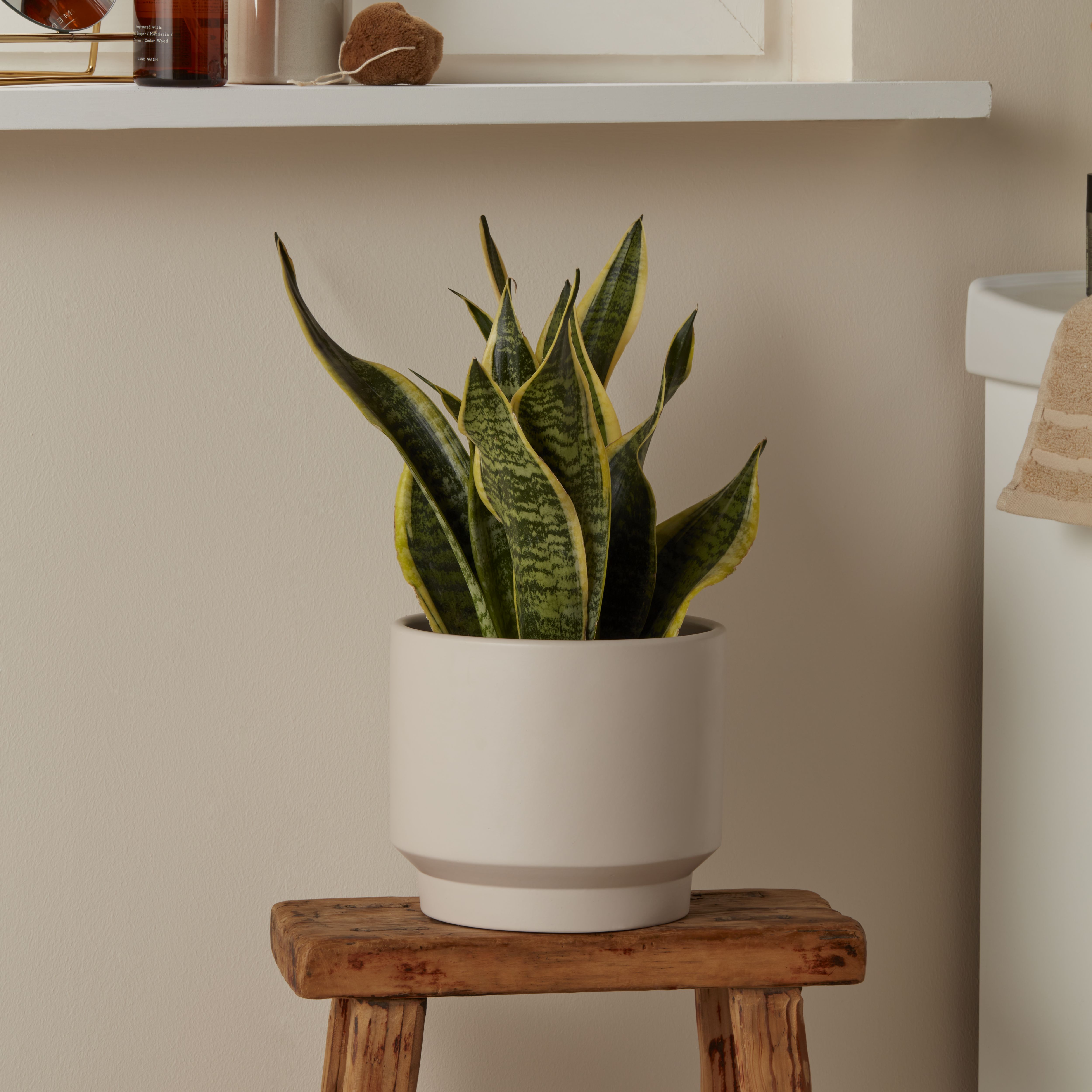 Verve Assorted Snake plant in Terracotta Plastic Grow pot