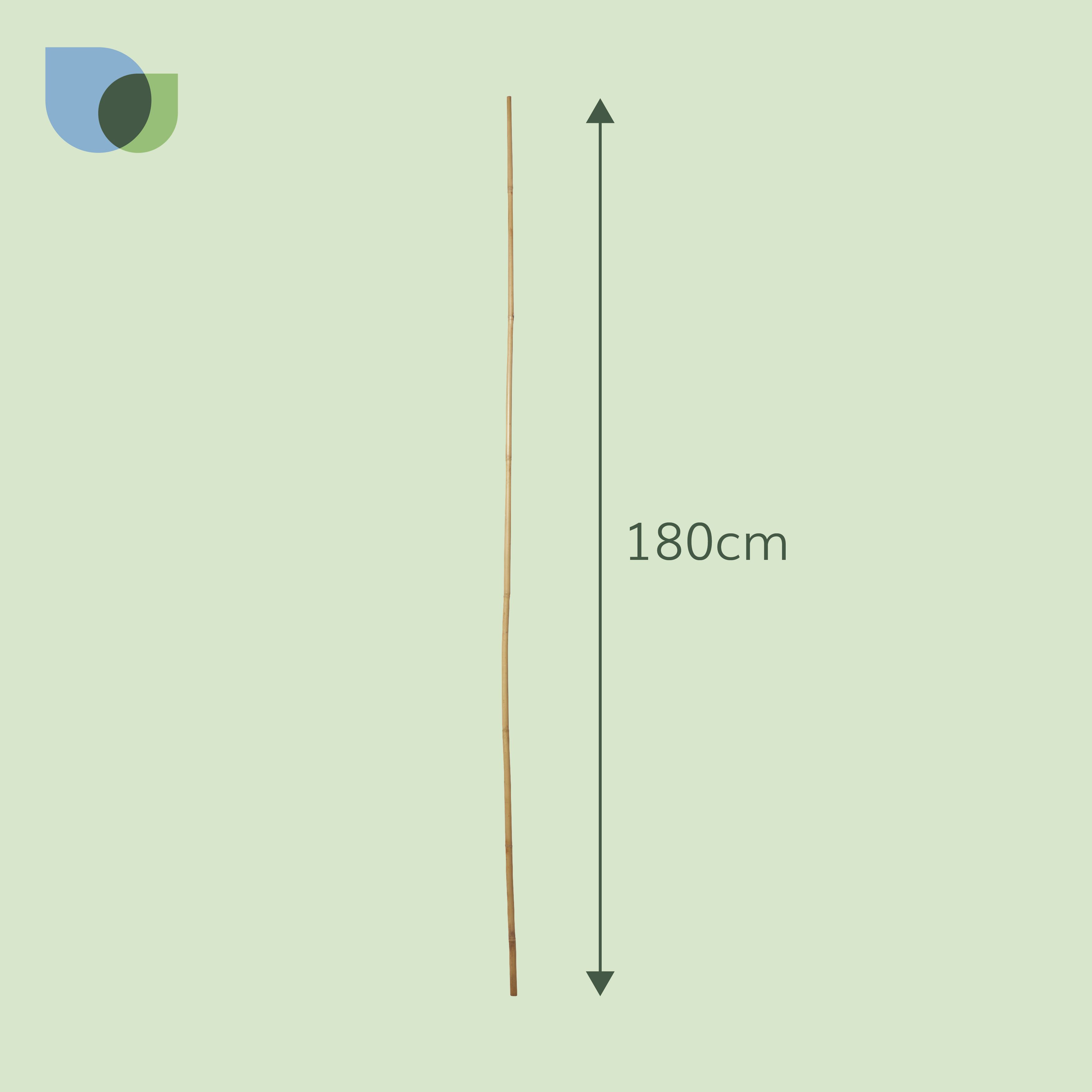 Verve Bamboo Cane, Pack of 10 180cm