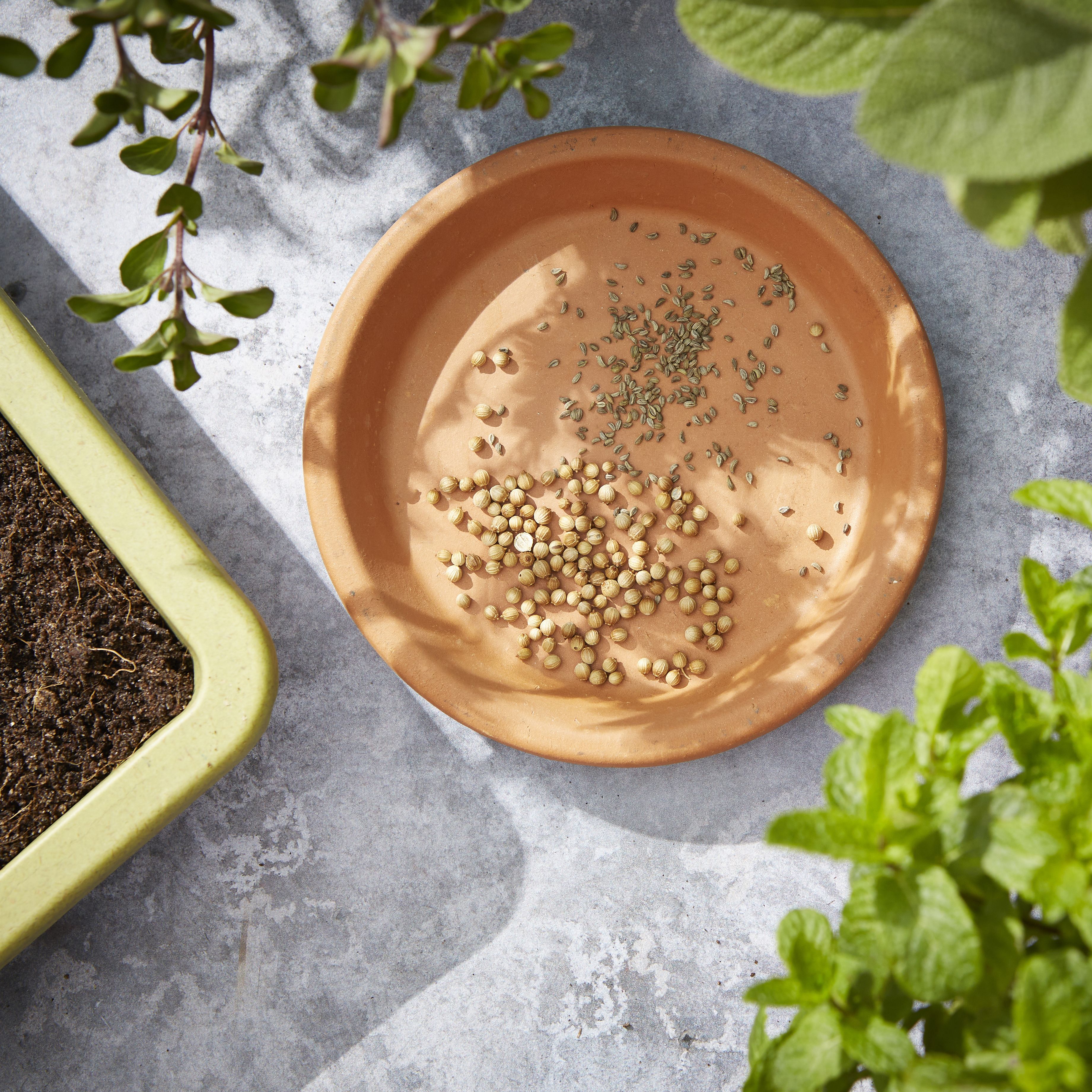 Verve Basil Herb Seeds