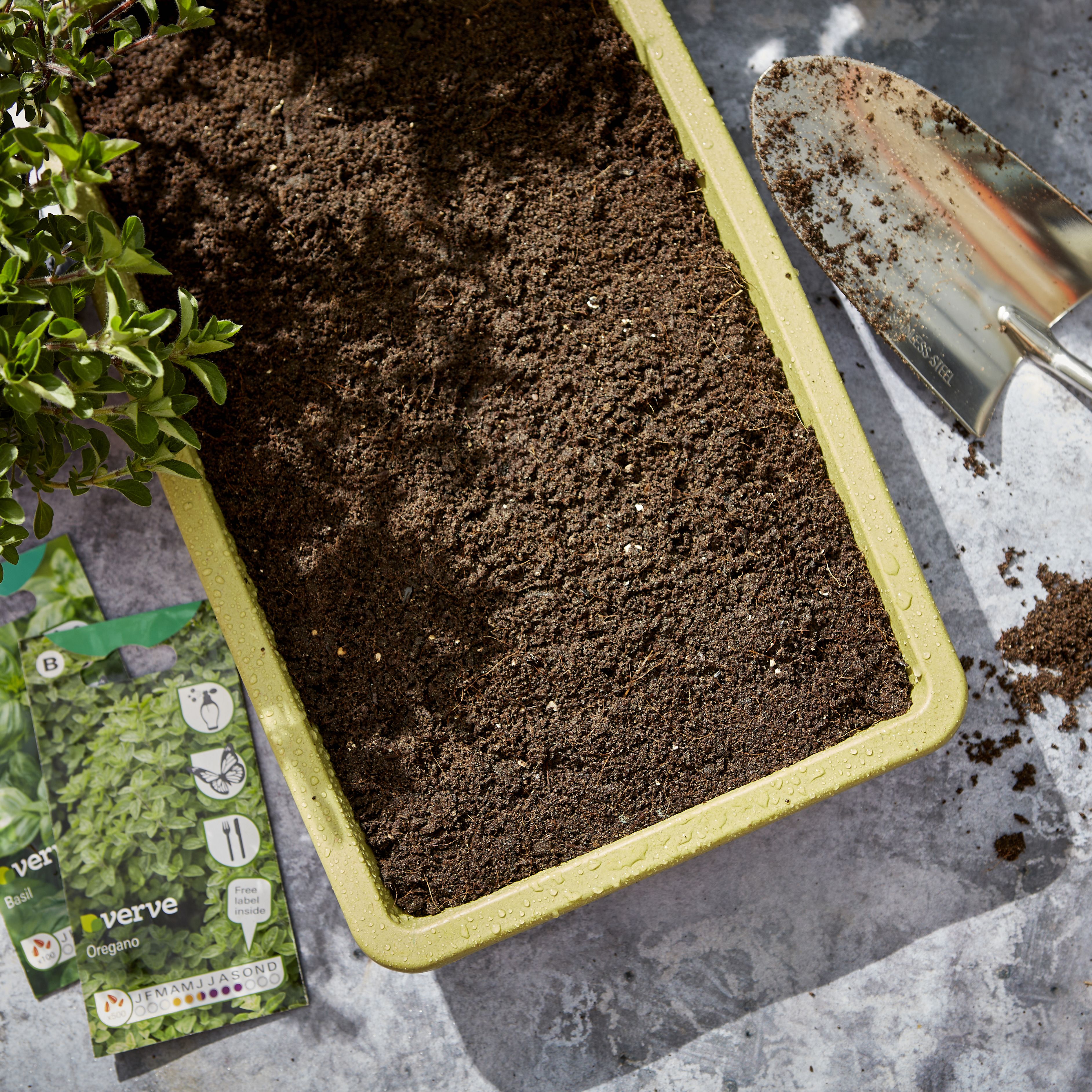 Verve Basil Herb Seeds