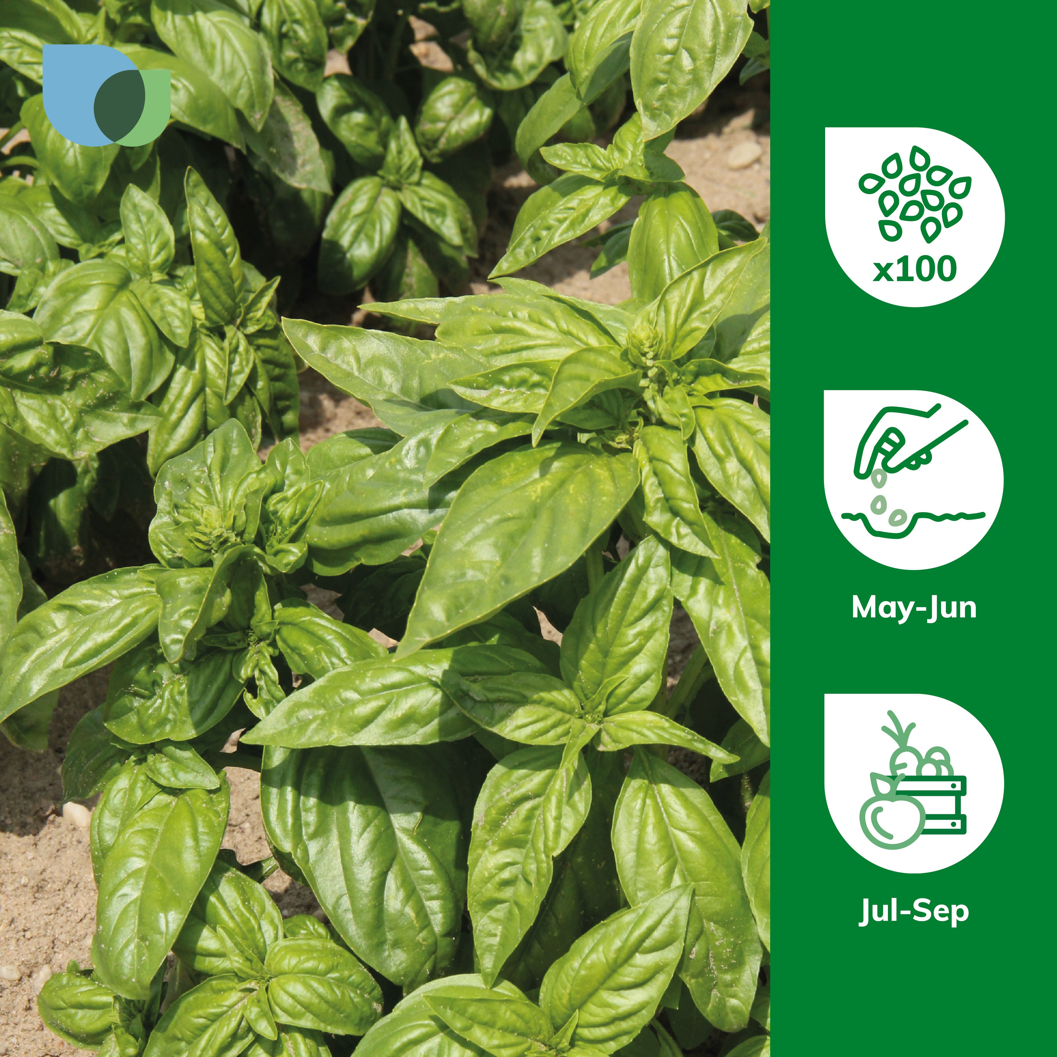Buy Verve Basil Herb Seeds at B&Q