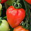 Verve Beefsteak tomato Seed