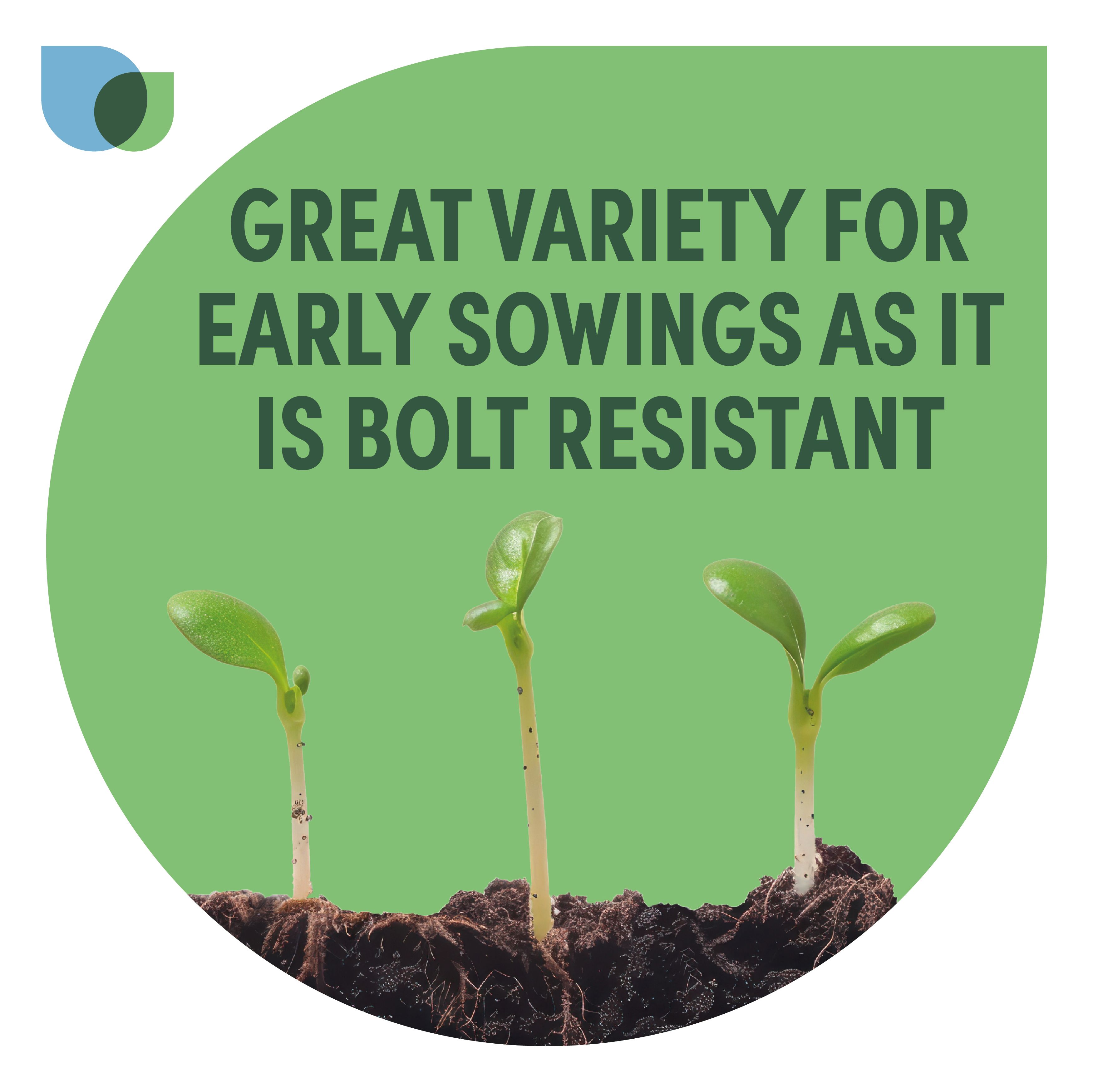 Verve Beetroot 'Bolthardy' Vegetable Seeds