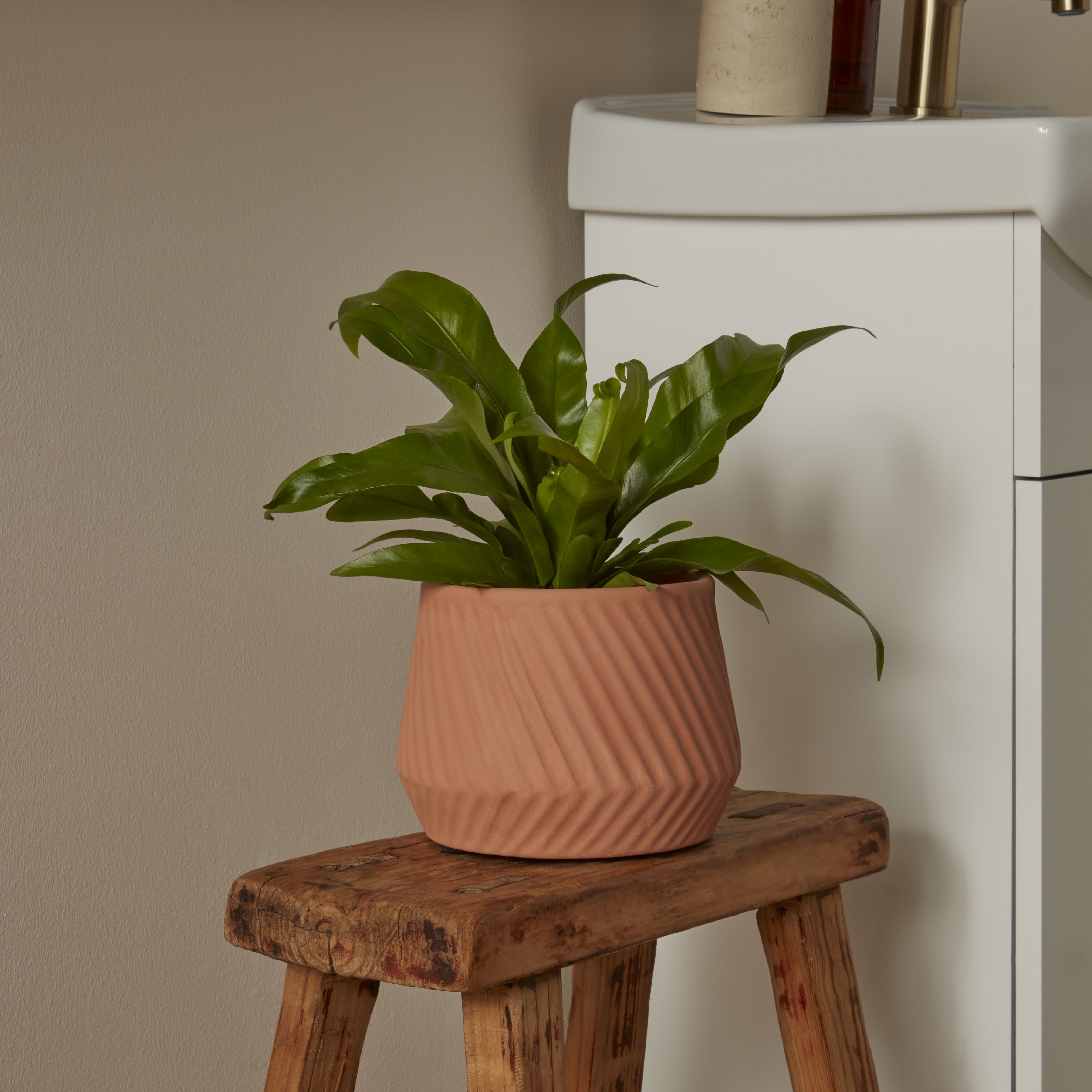 Verve Birds nest Fern in Terracotta Plastic Grow pot 12cm