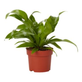 Verve Birds nest Fern in Terracotta Plastic Grow pot 12cm