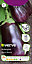 Verve Black beauty aubergine Seed