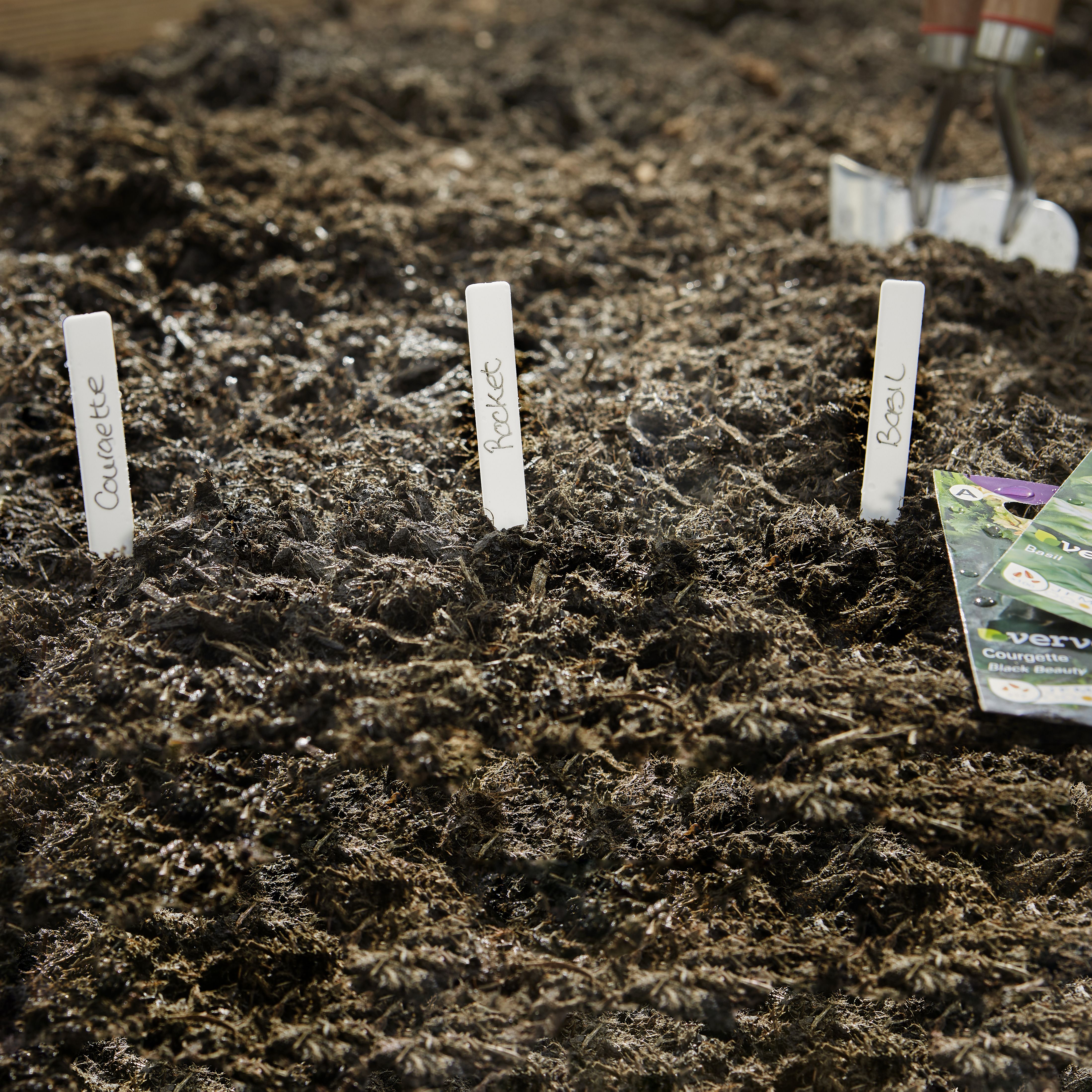 Verve 'Black beauty courgette' Vegetable Seeds