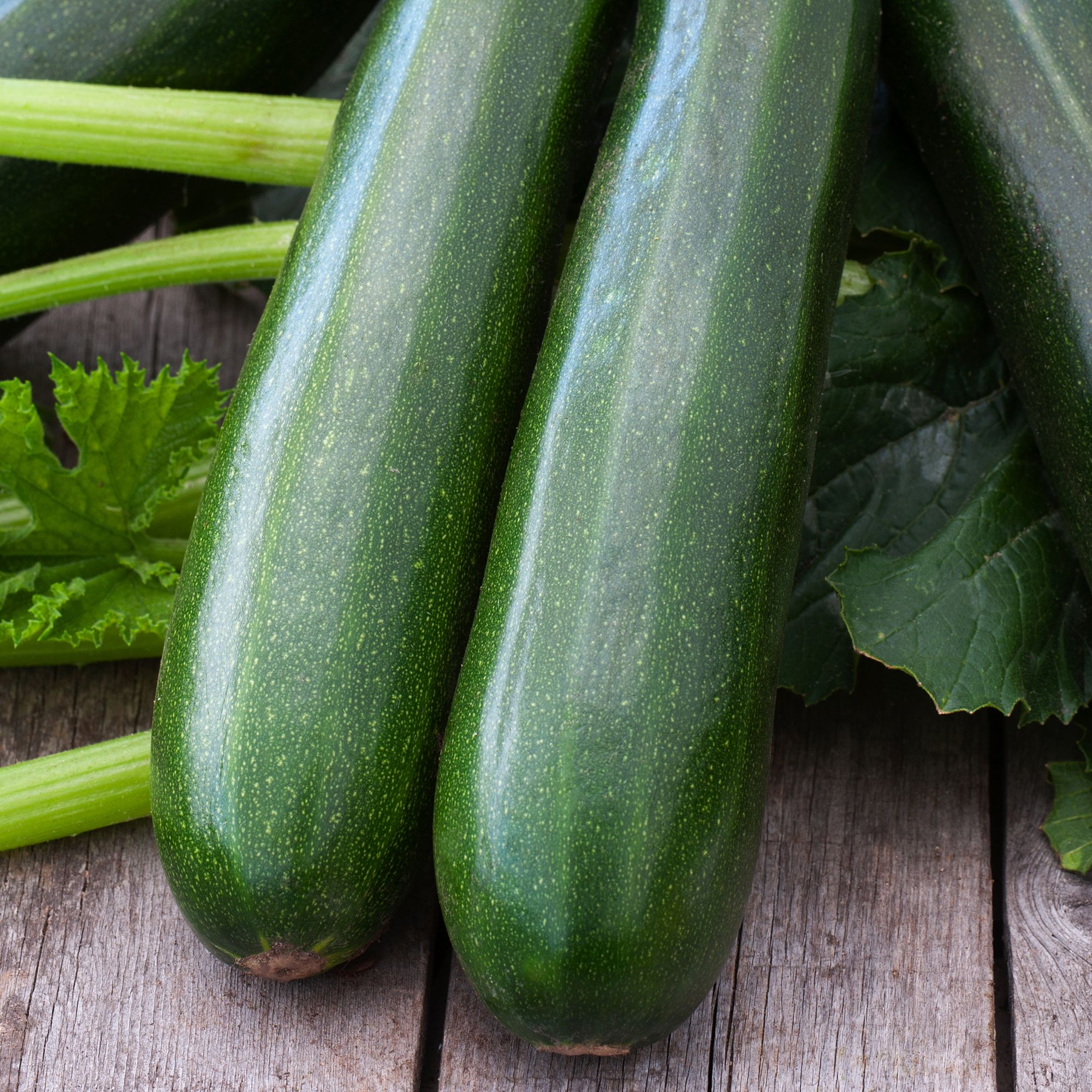 Verve 'Black beauty courgette' Vegetable Seeds