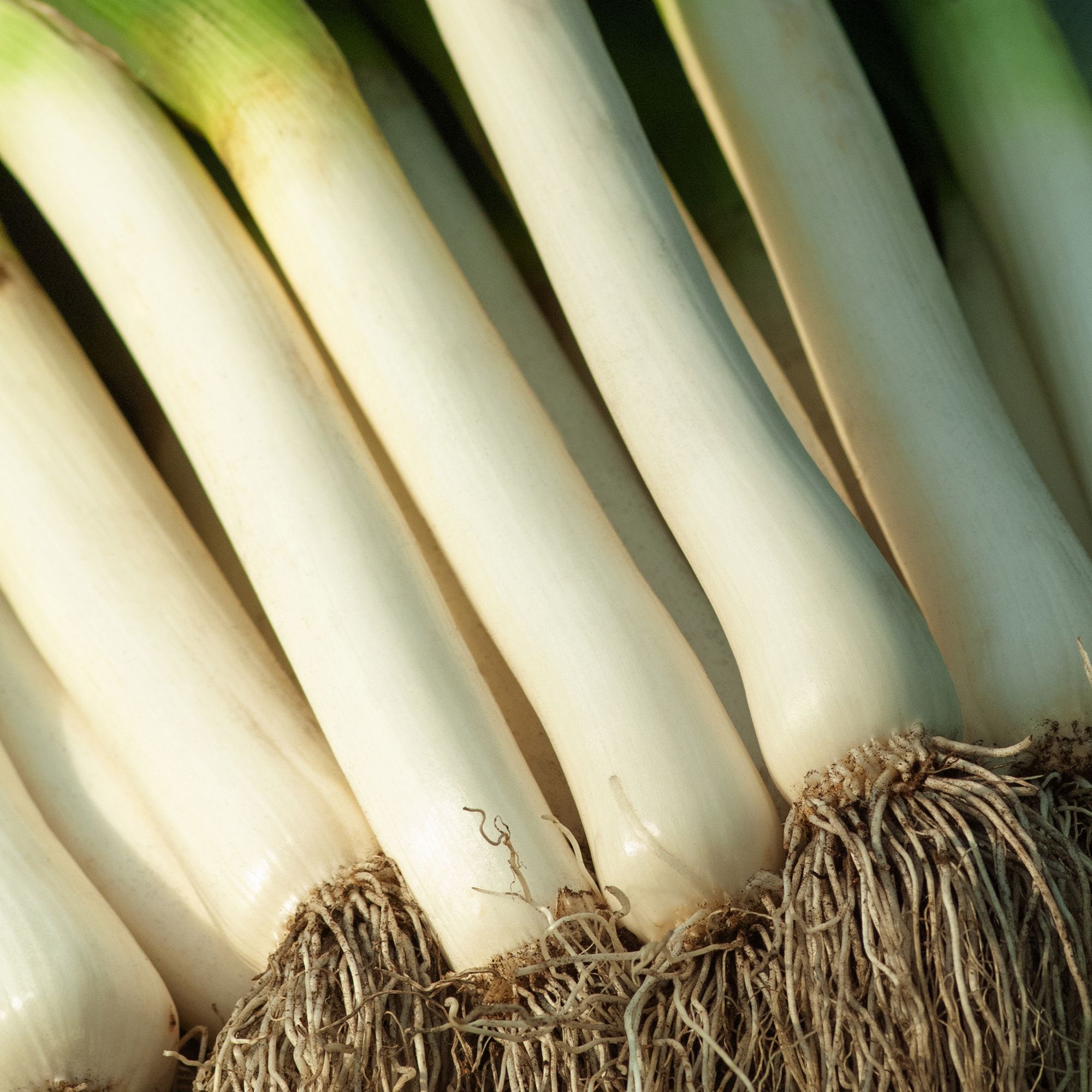 Verve Bleu de solaise leek Vegetable Seeds