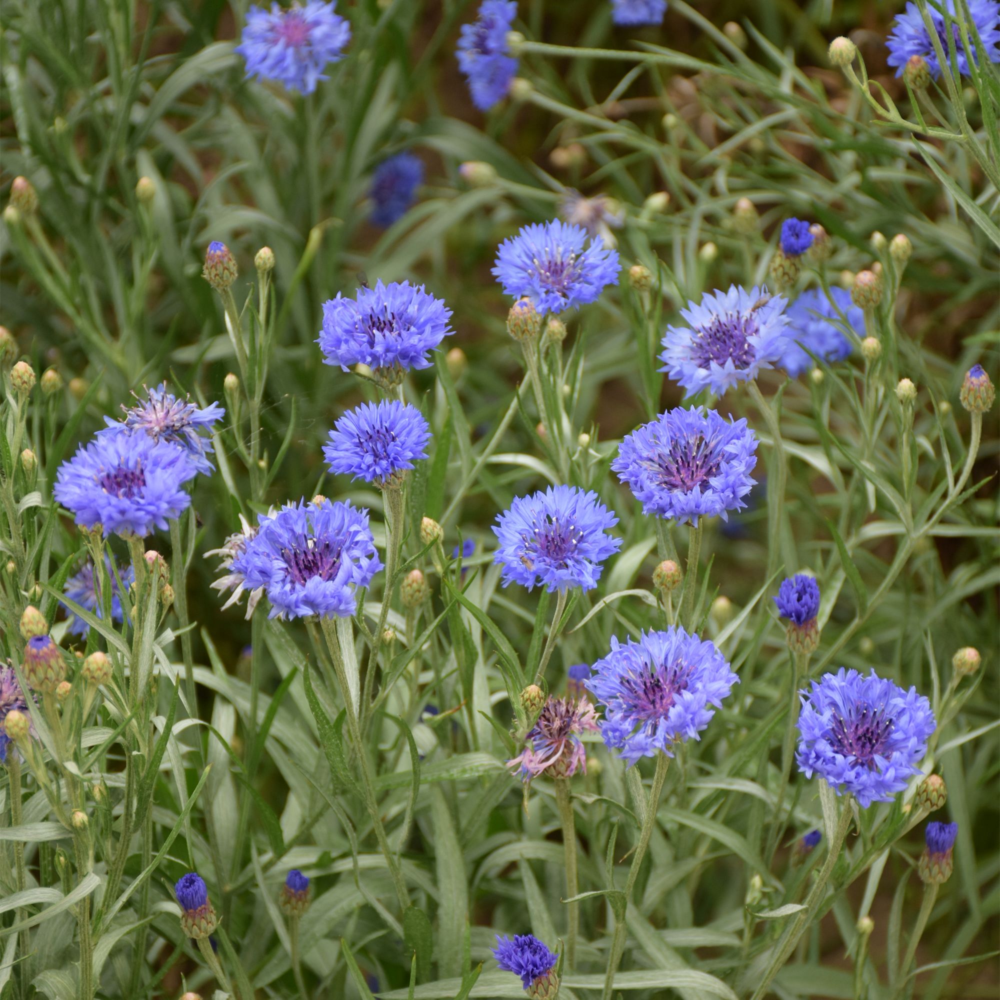 Verve Blue Diadem Cornflower Seeds