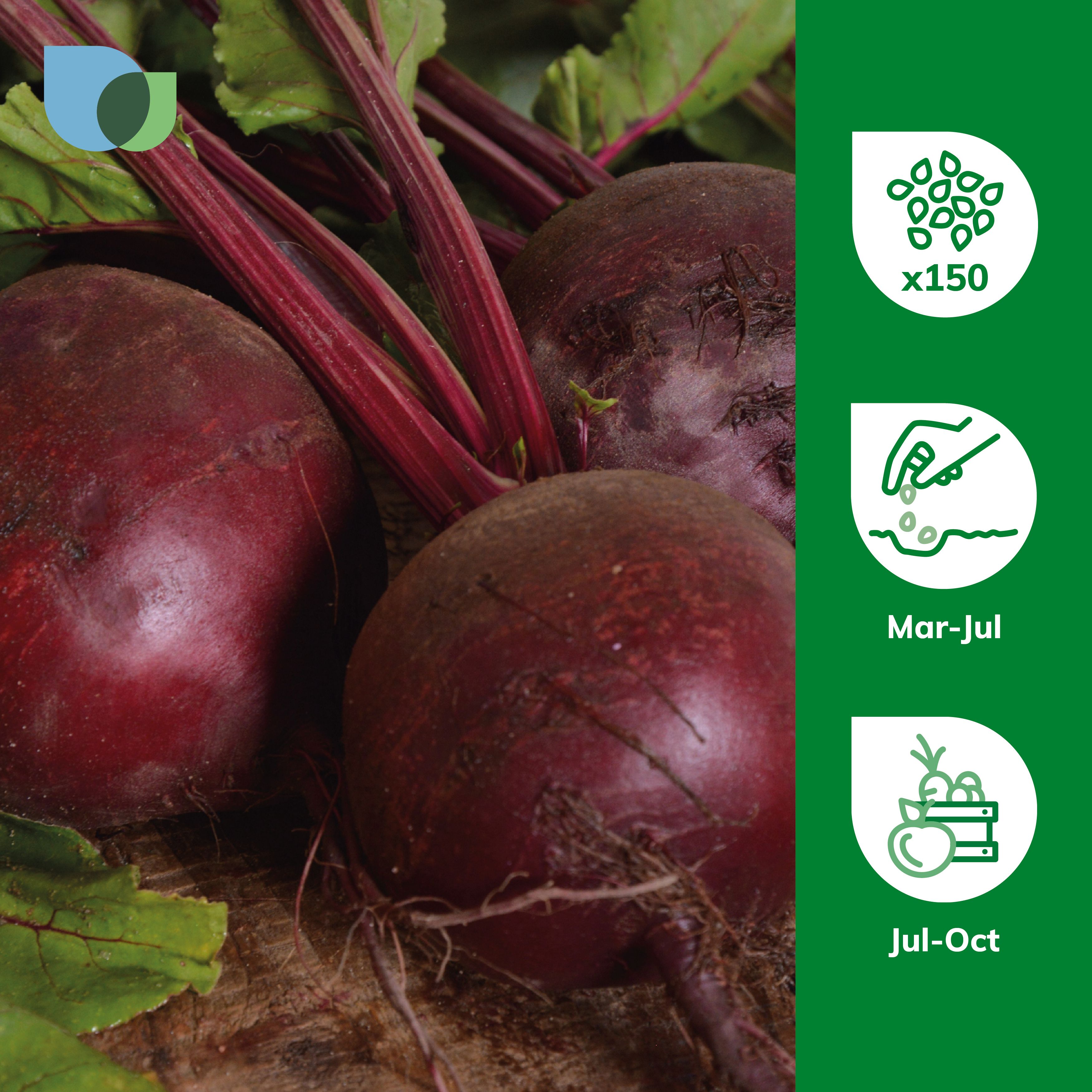Verve Bolthardy Beetroot Seed tape 6m