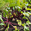 Verve Bolthardy beetroot Seed