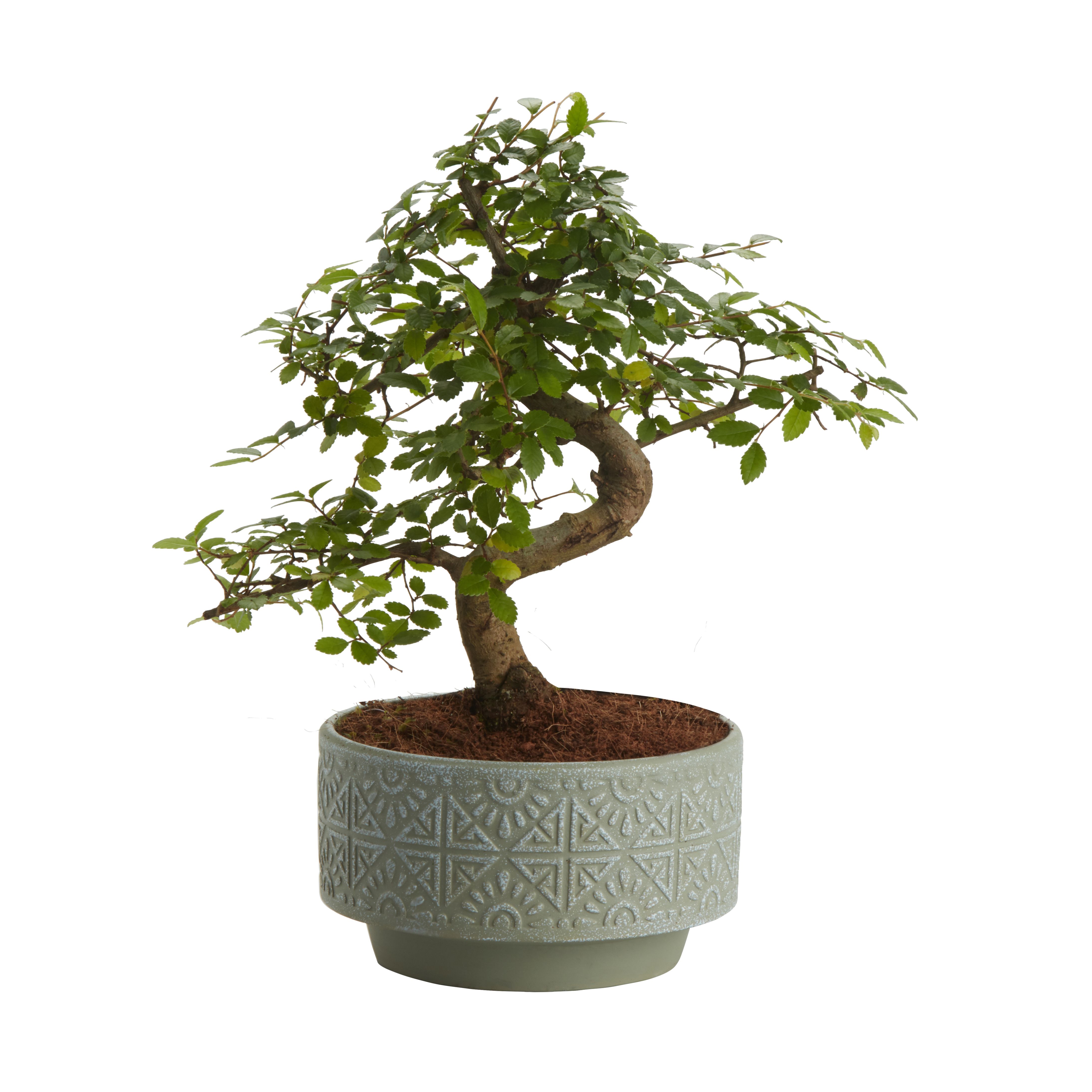 Verve Bonsai in Ceramic Decorative pot 15cm