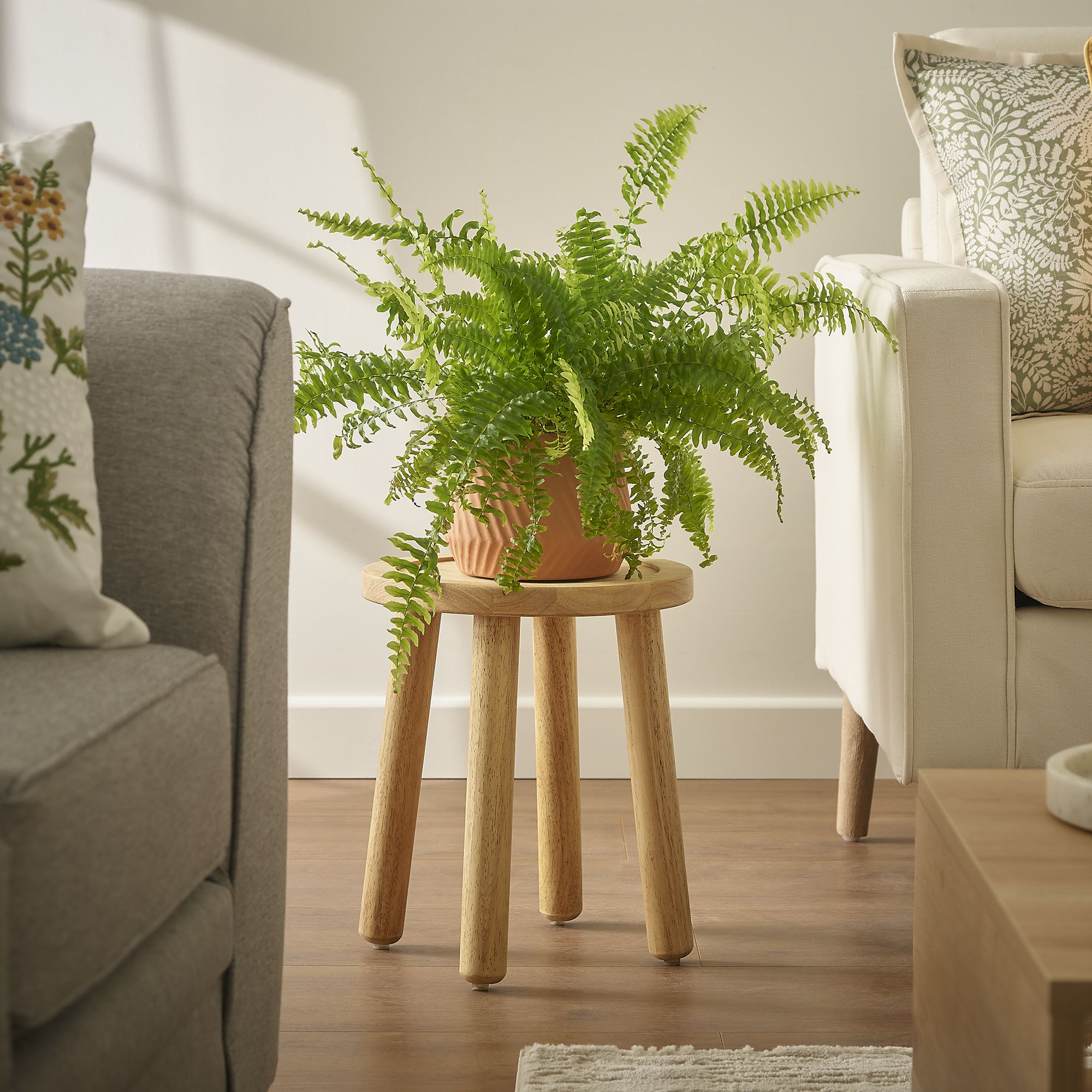 Verve Boston fern in Terracotta Plastic Grow pot