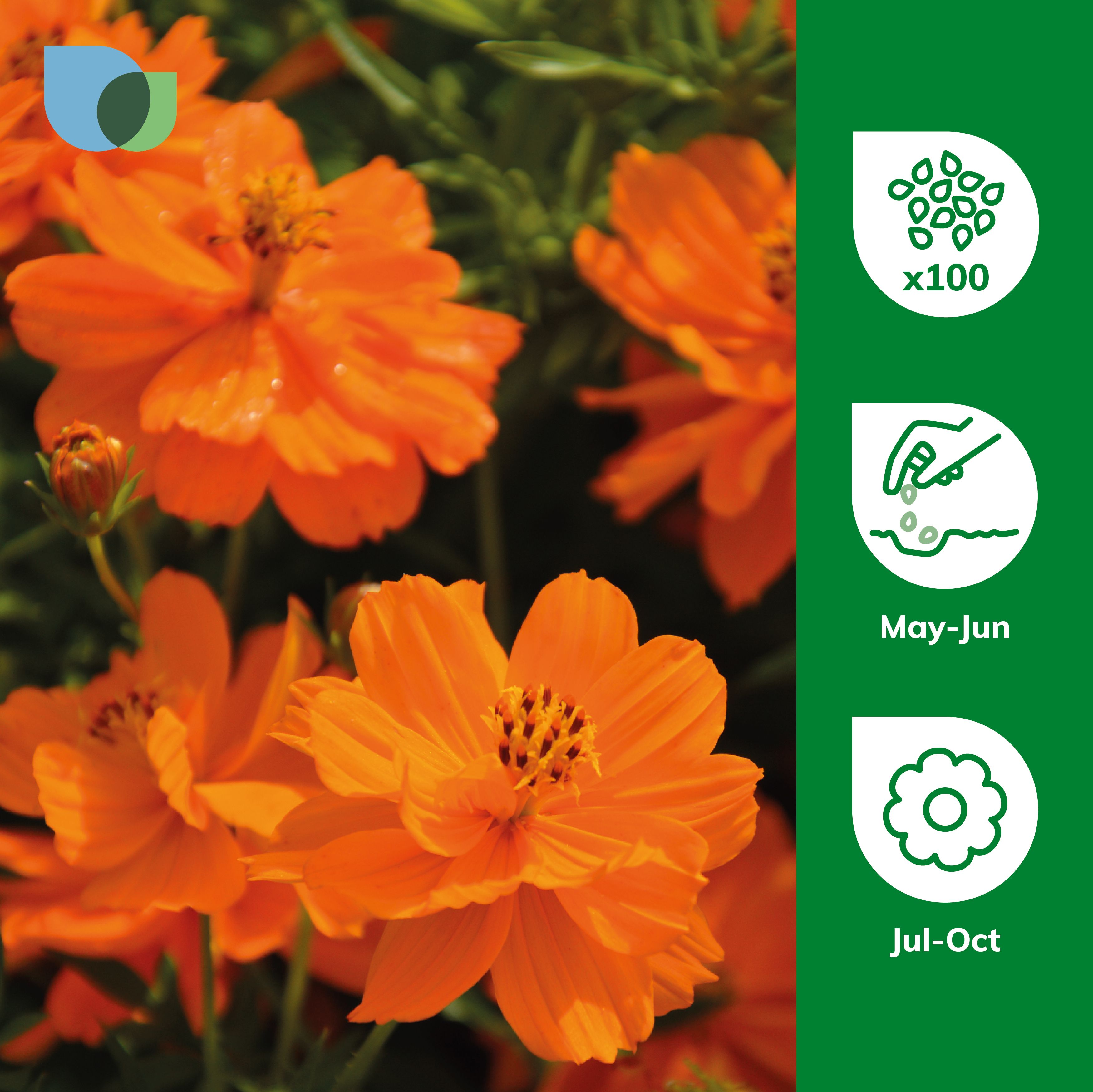Verve Bright Star Orange Cosmos Seeds