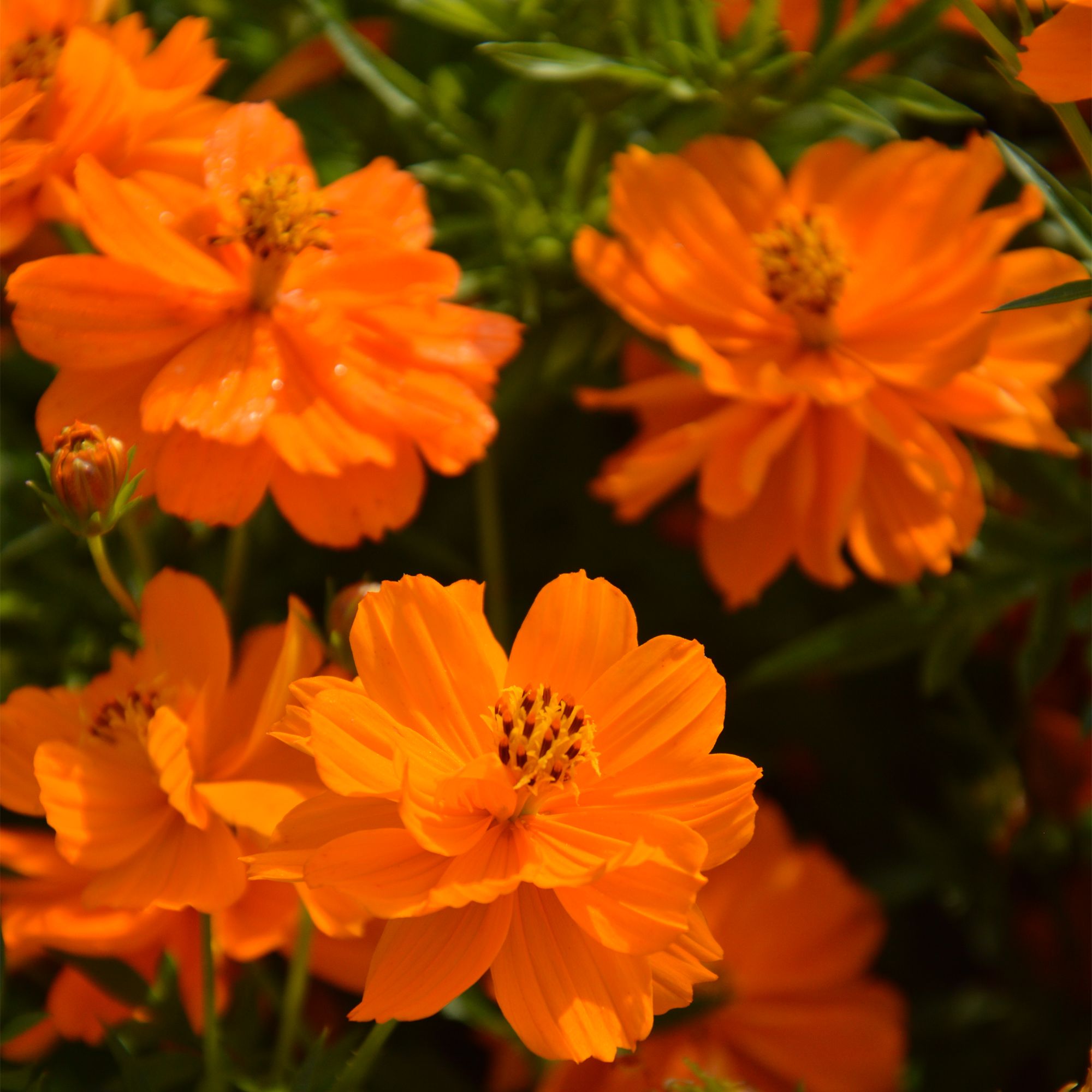 Verve Bright Star Orange Cosmos Seeds