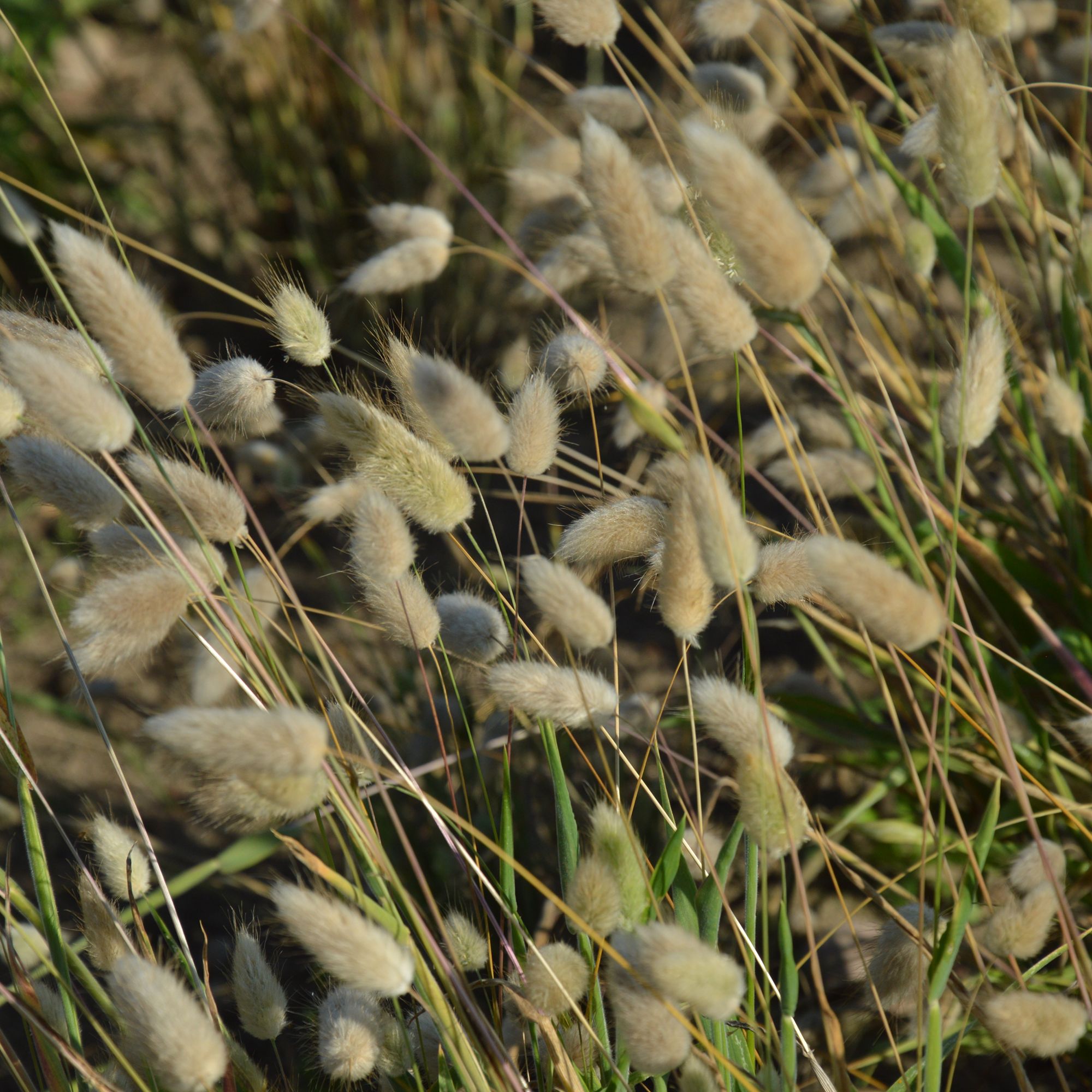 Verve Bunny Tails Seeds