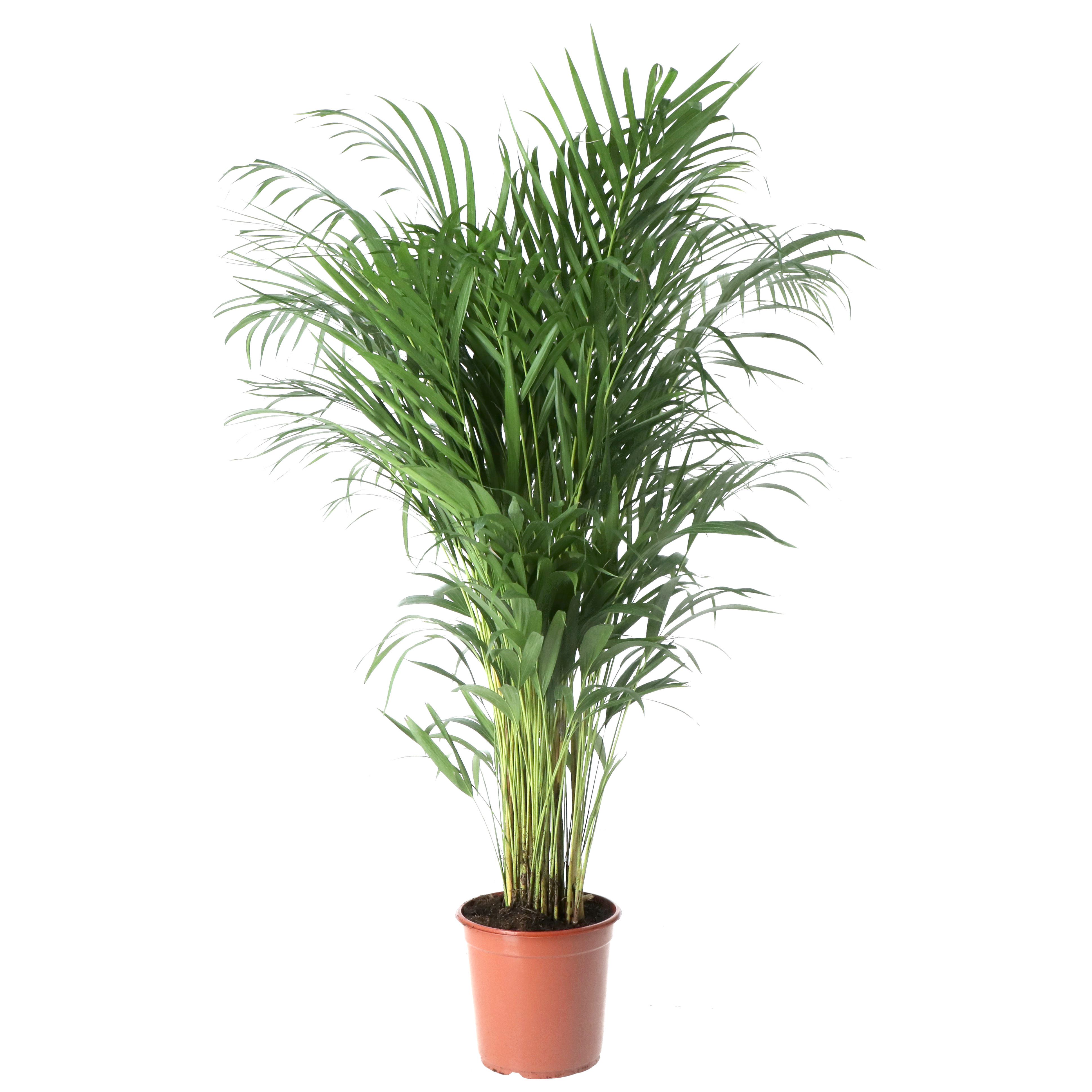 Verve Butterfly palm in Plastic Grow pot 19cm