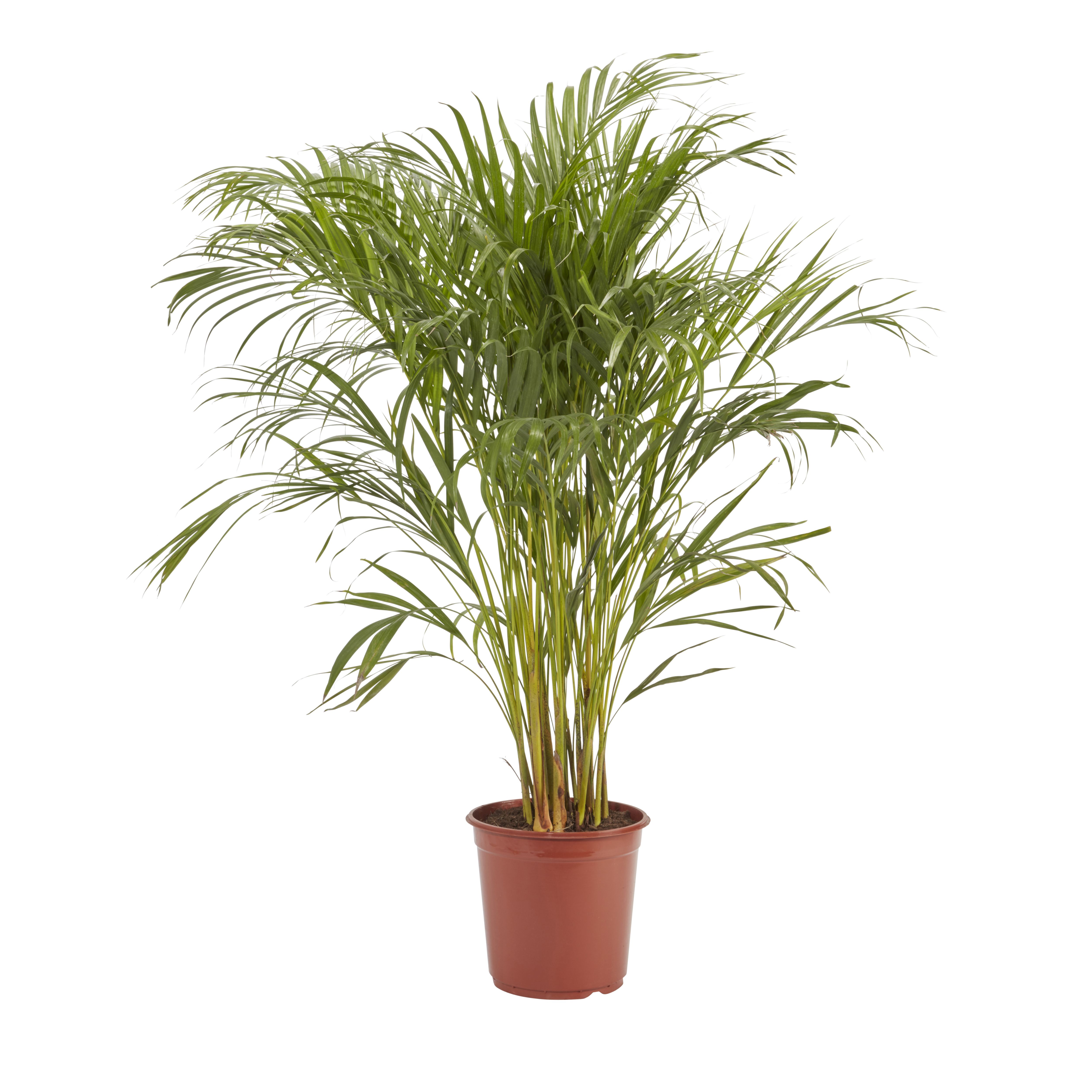 Verve Butterfly palm in Plastic Grow pot 24cm