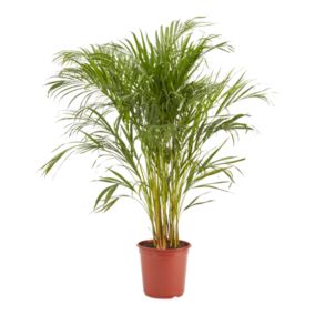 Verve Butterfly palm in Plastic Grow pot 24cm