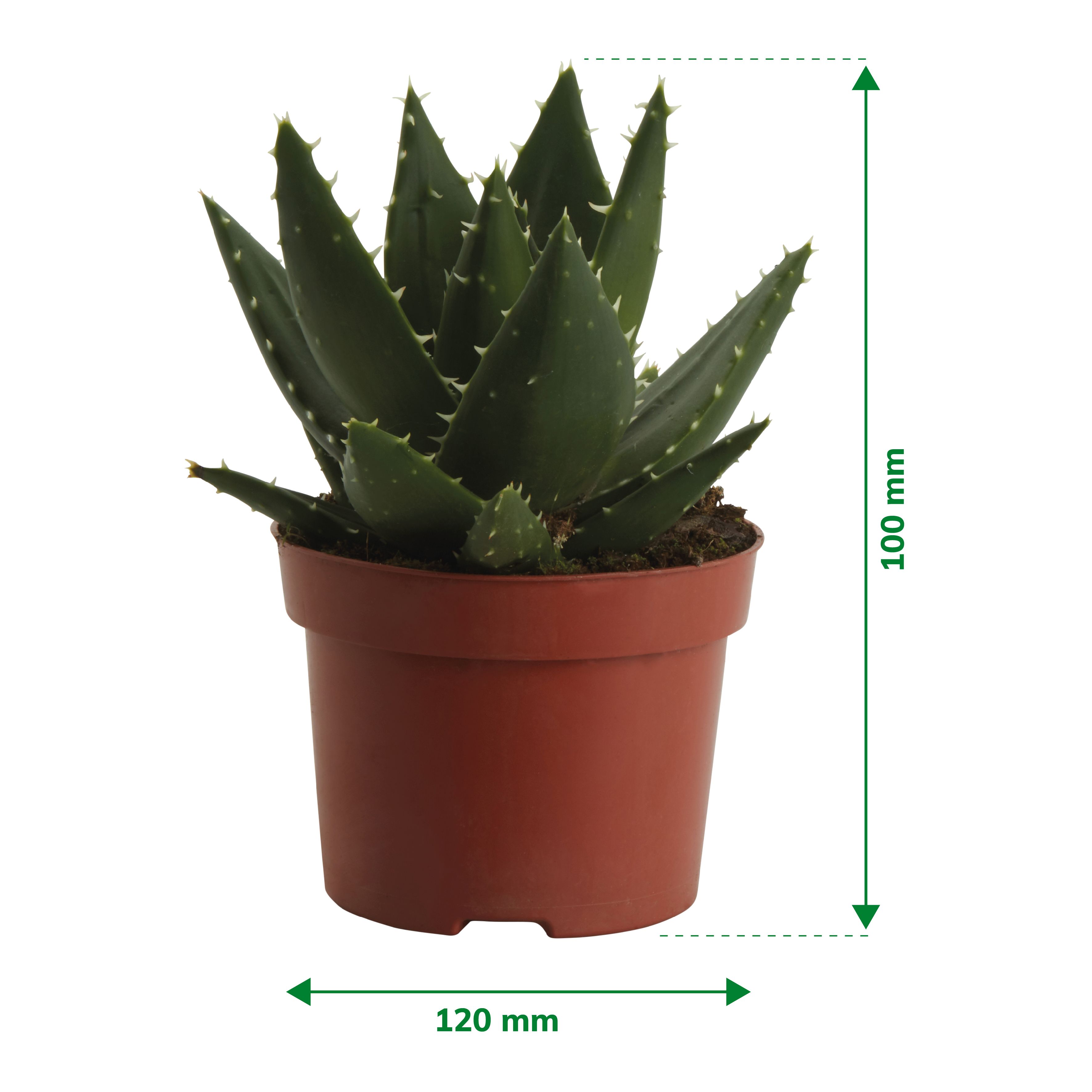 Verve Cactus dwarf Aloe vera in Terracotta Plastic Grow pot 12cm