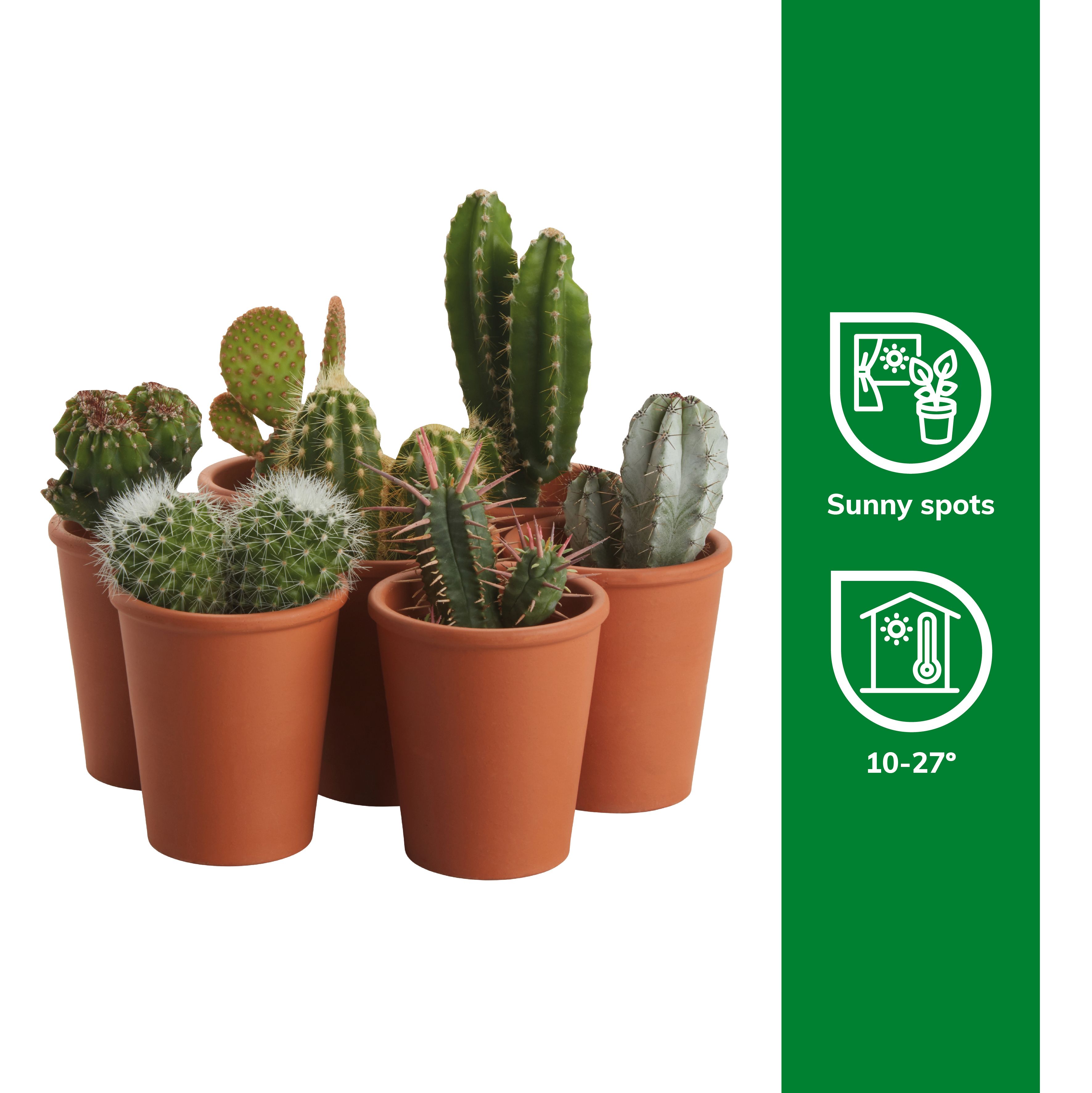 Verve Cactus in Terracotta Decorative pot 5.5cm