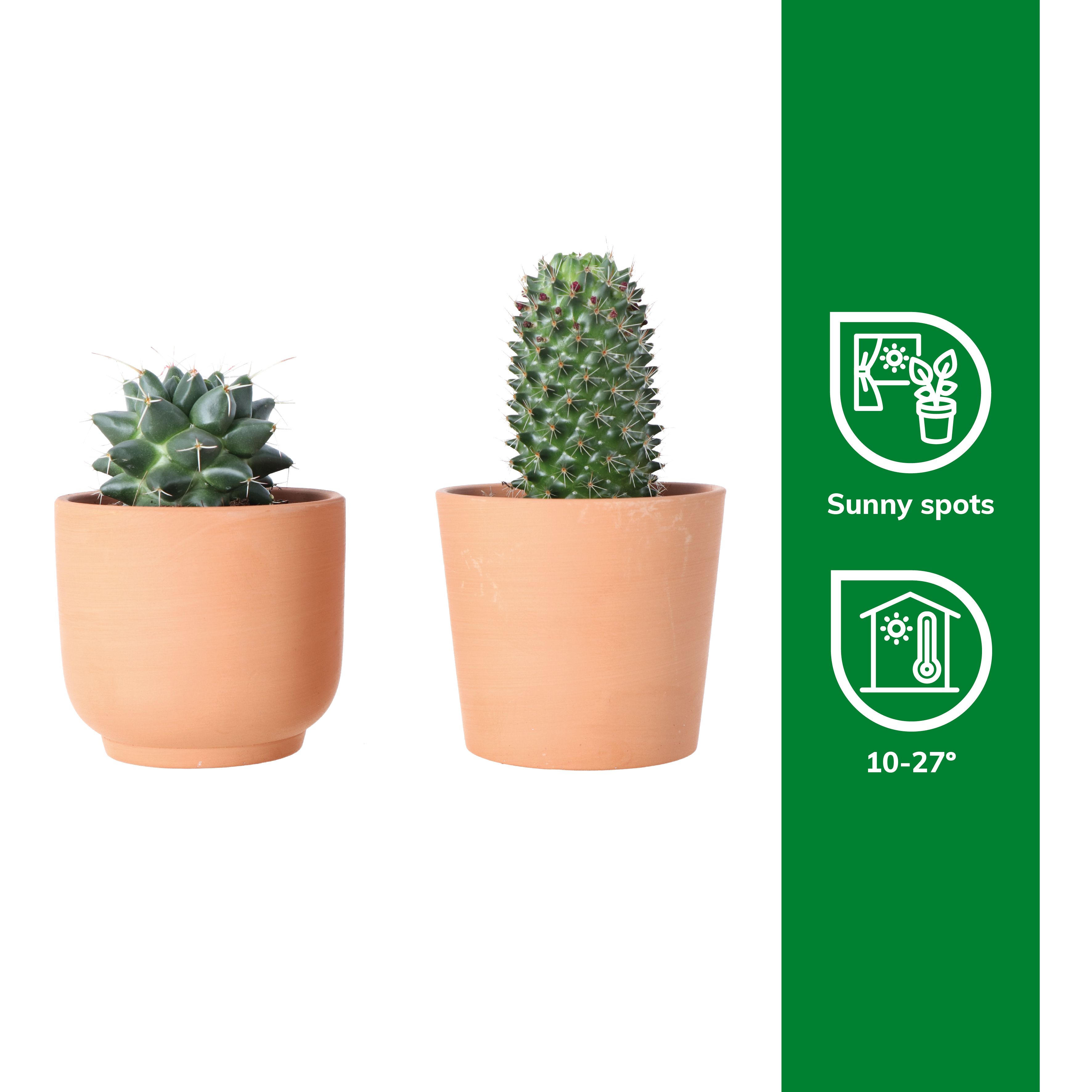 Verve Cactus mix in Terracotta Decorative pot 9cm