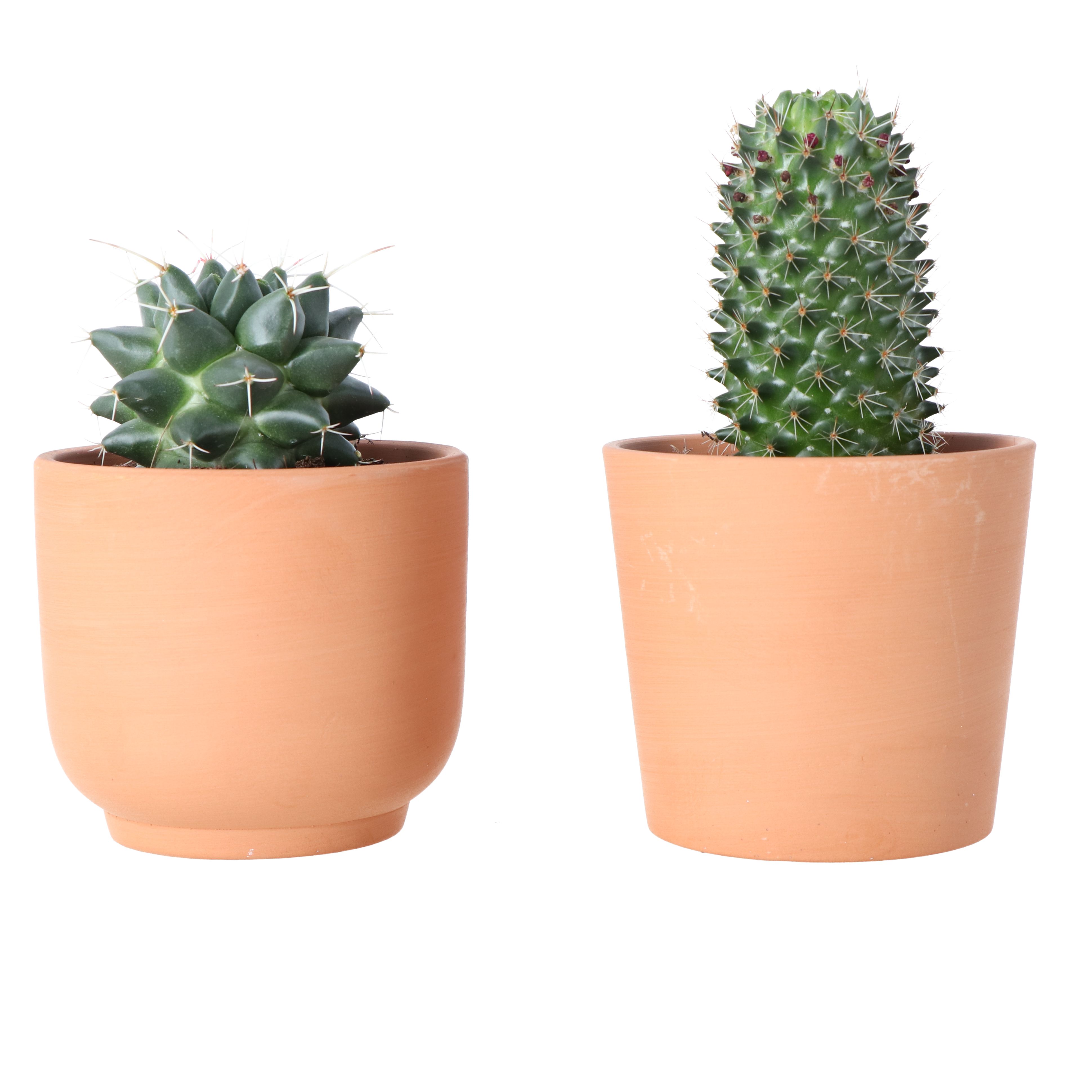 Verve Cactus mix in Terracotta Decorative pot 9cm