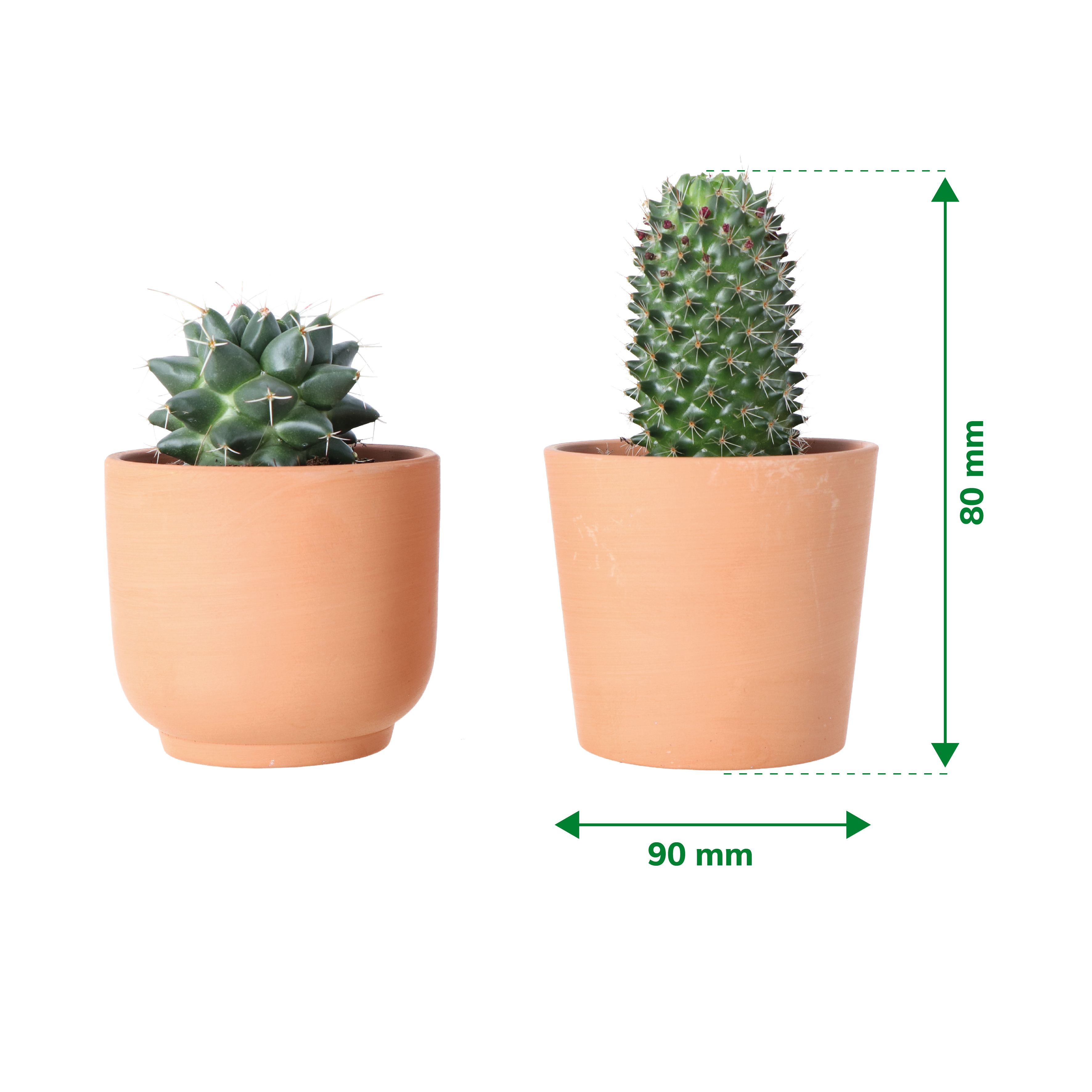 Verve Cactus mix in Terracotta Decorative pot 9cm