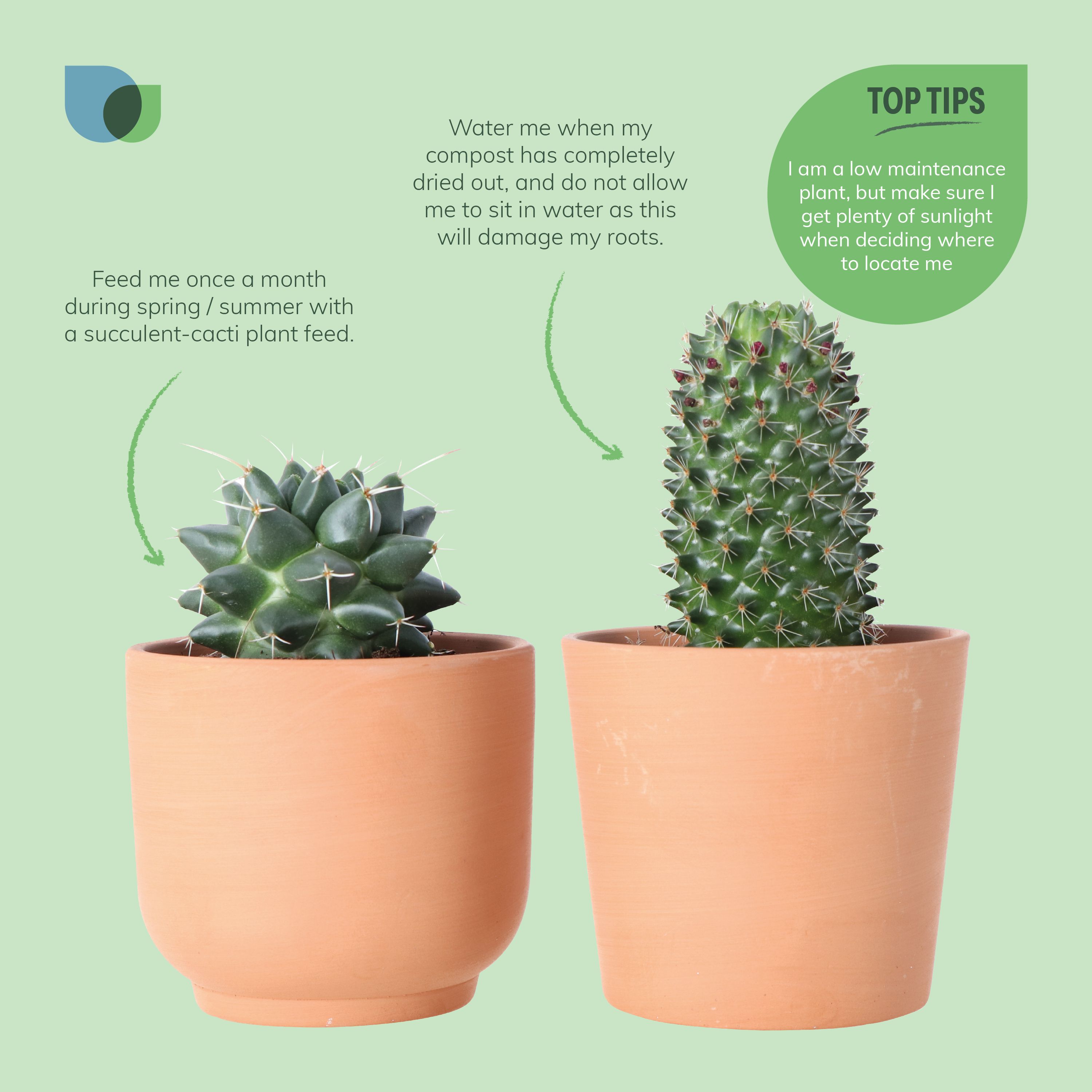 Verve Cactus mix in Terracotta Decorative pot 9cm