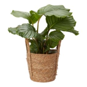 Verve Calathea orbifolia in Seagrass Decorative pot 19cm