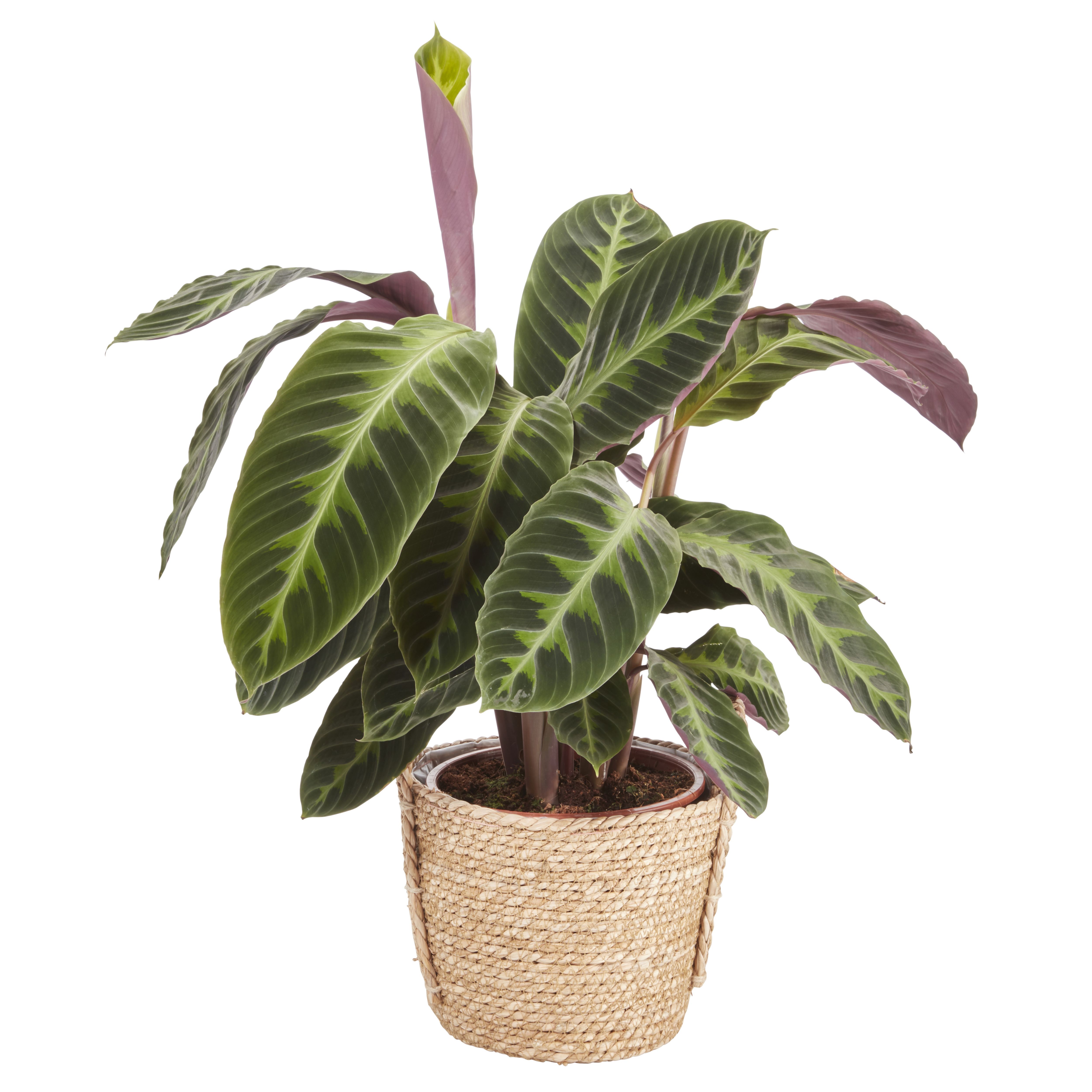 Verve Calathea warscewiczii Foliage plant in Seagrass Decorative pot 19cm