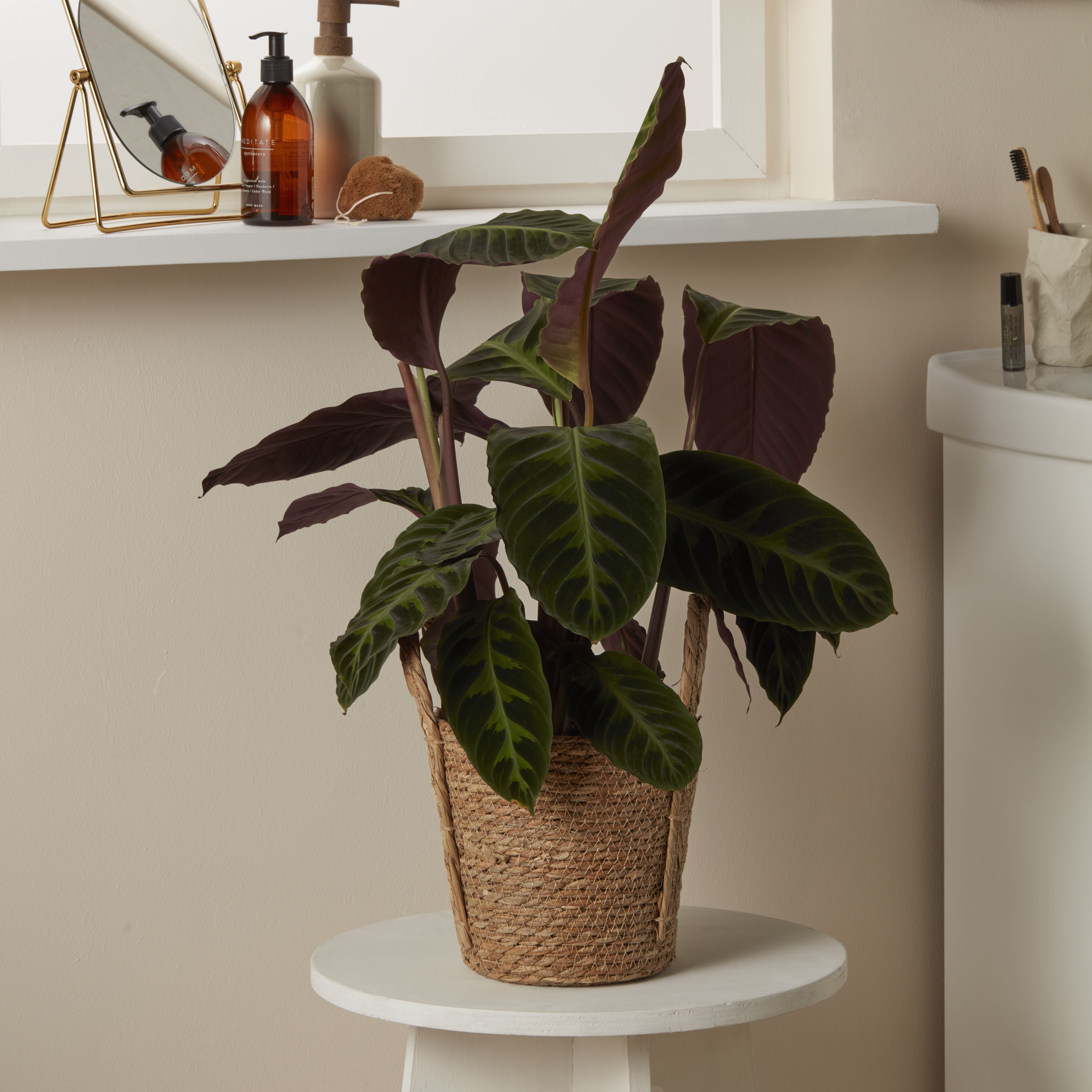 Verve Calathea warscewiczii in Natural Seagrass Decorative pot 19cm