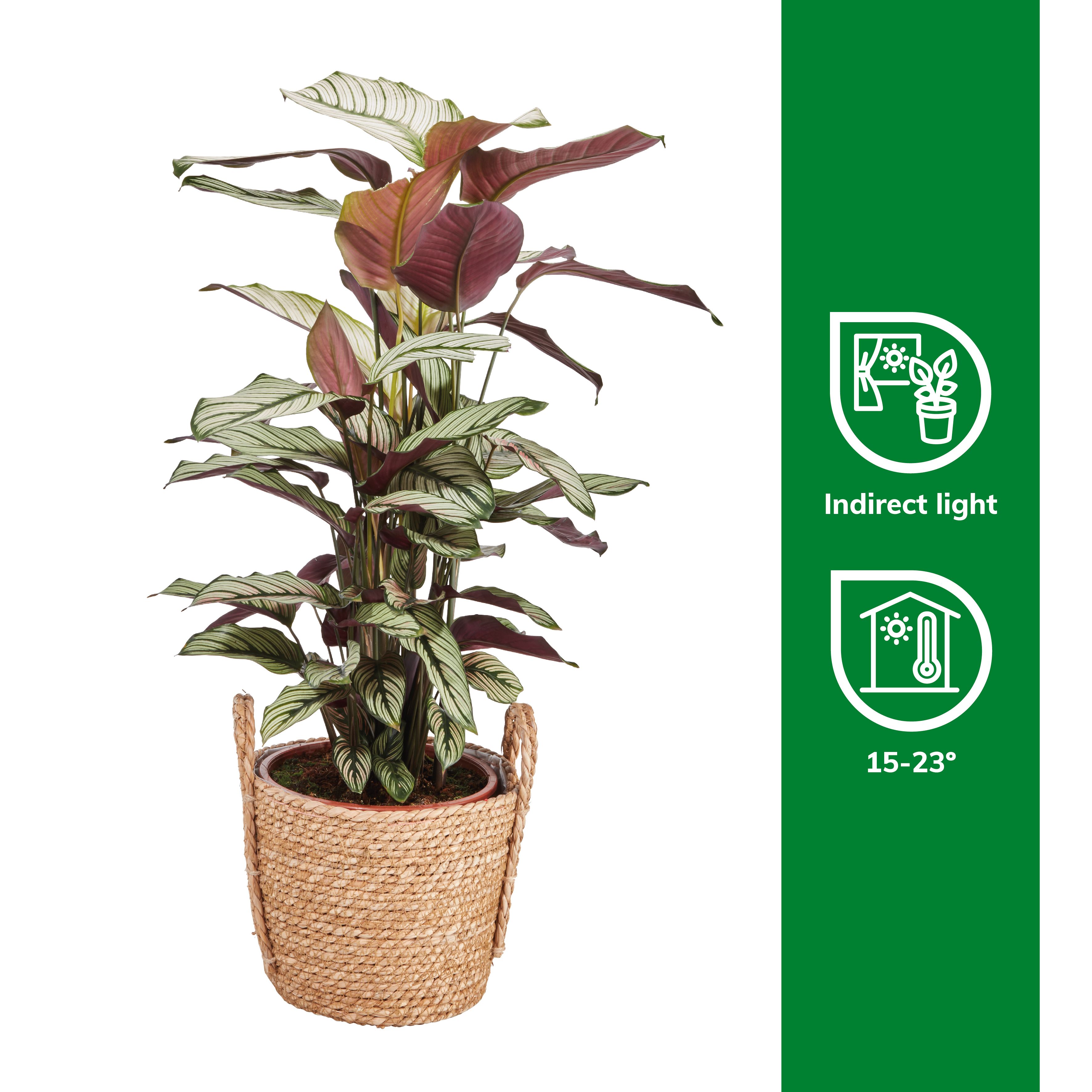dracena yucca Succulent Dracaena Draco (Yucca Dragon tree) | Multi-Stem main image 0