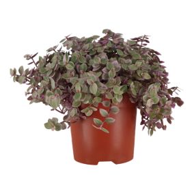 Verve Callisia rosato in Terracotta Plastic Grow pot 10.5cm