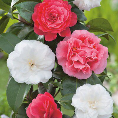 Verve Camellia Diy At B Q