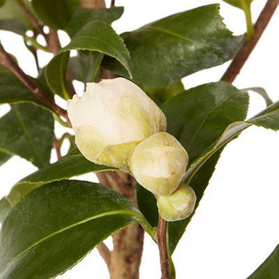 Verve Camellia Diy At B Q