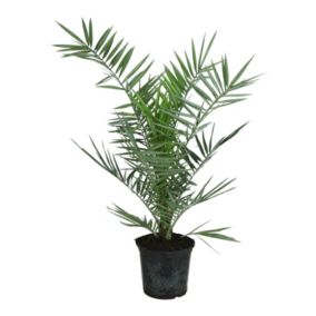 Verve Canary Island Date palm