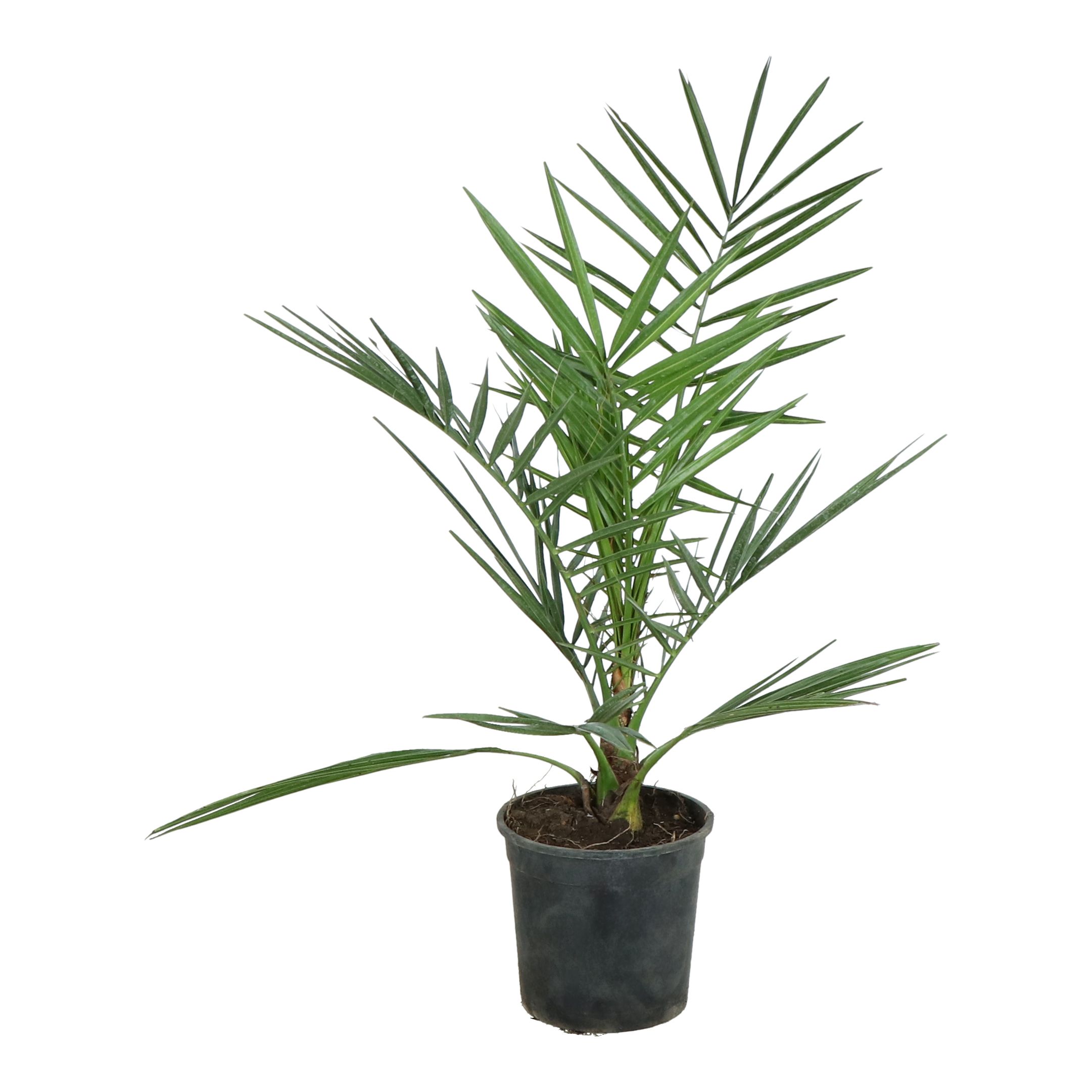 Verve Canary Island Date Palm 