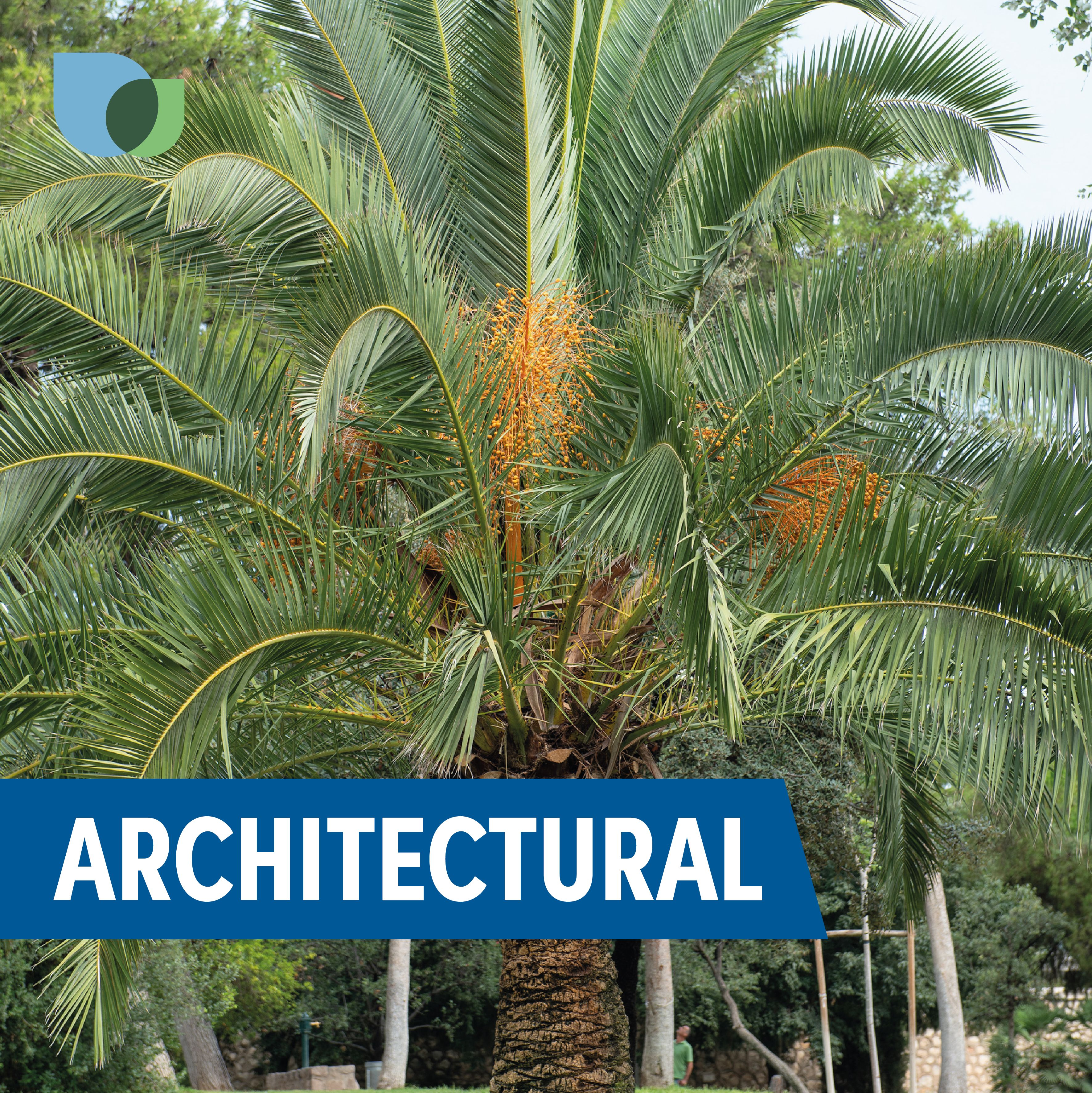 Verve Canary Island Date Palm 