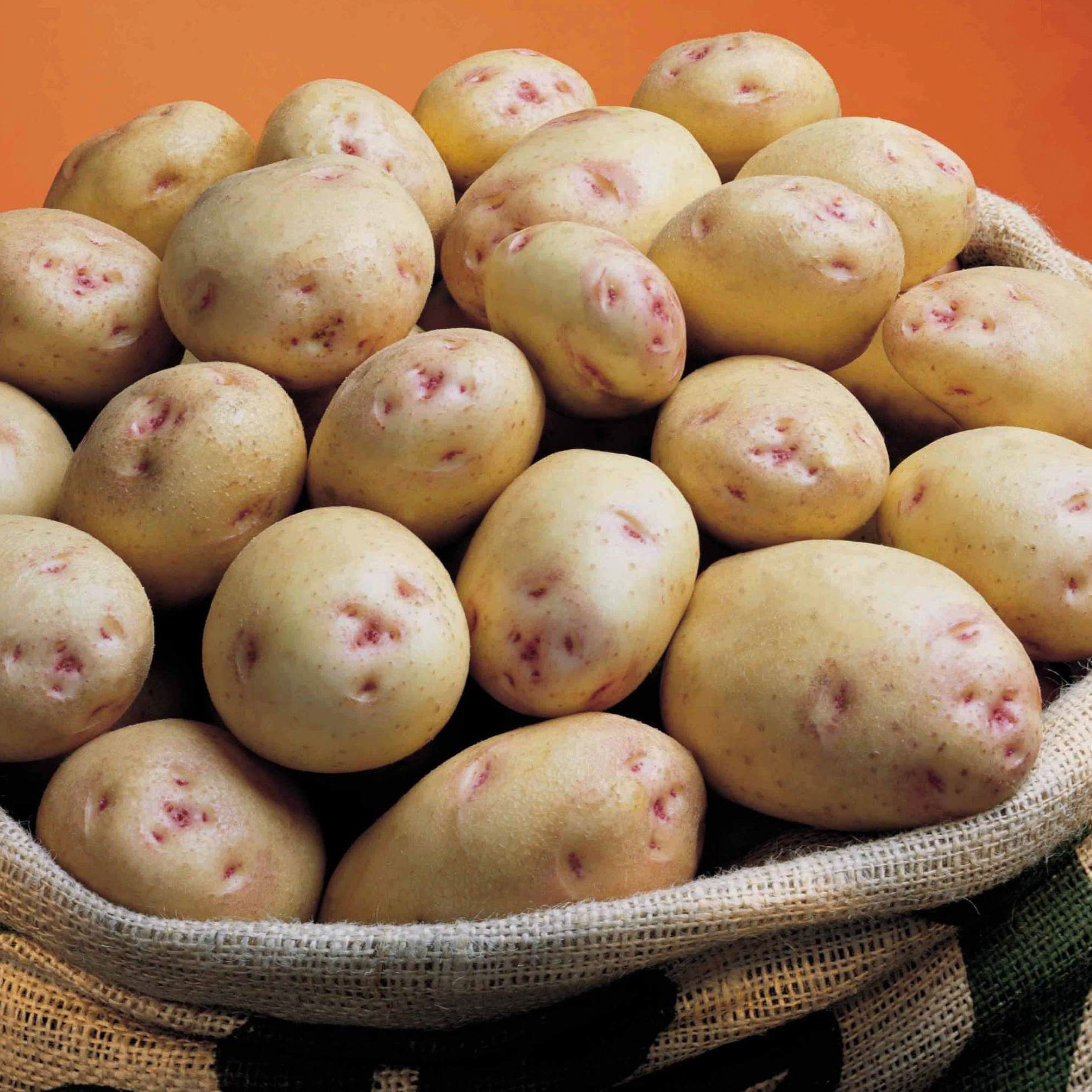 Verve Cara Seed Potato Seed potato