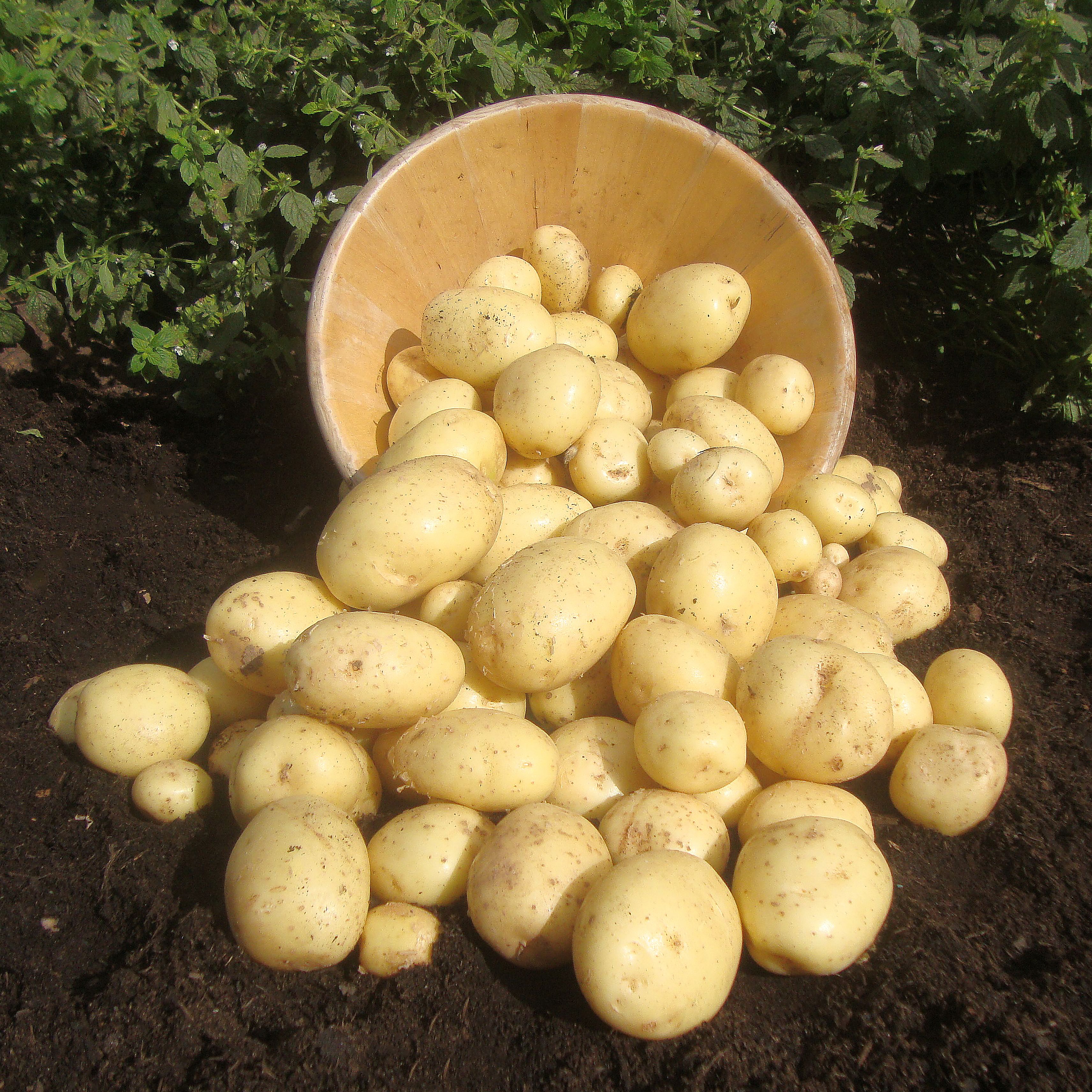 Verve Casablanca Seed Potato