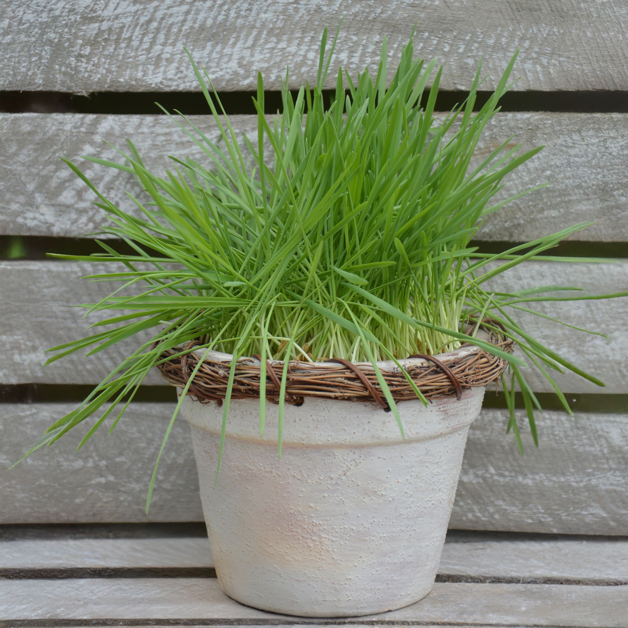 Verve Cat Grass Seeds