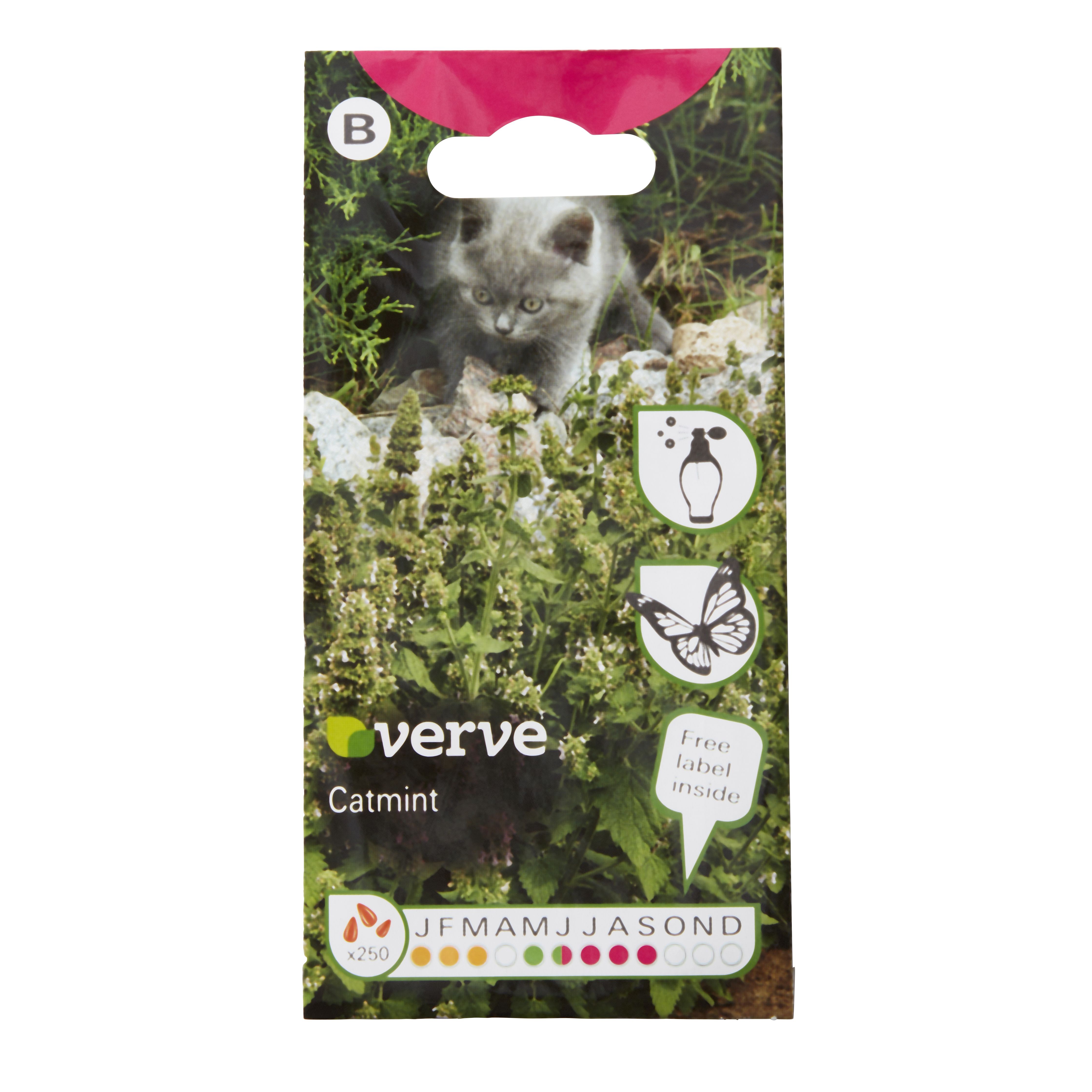 Verve Catmint Herb Seeds