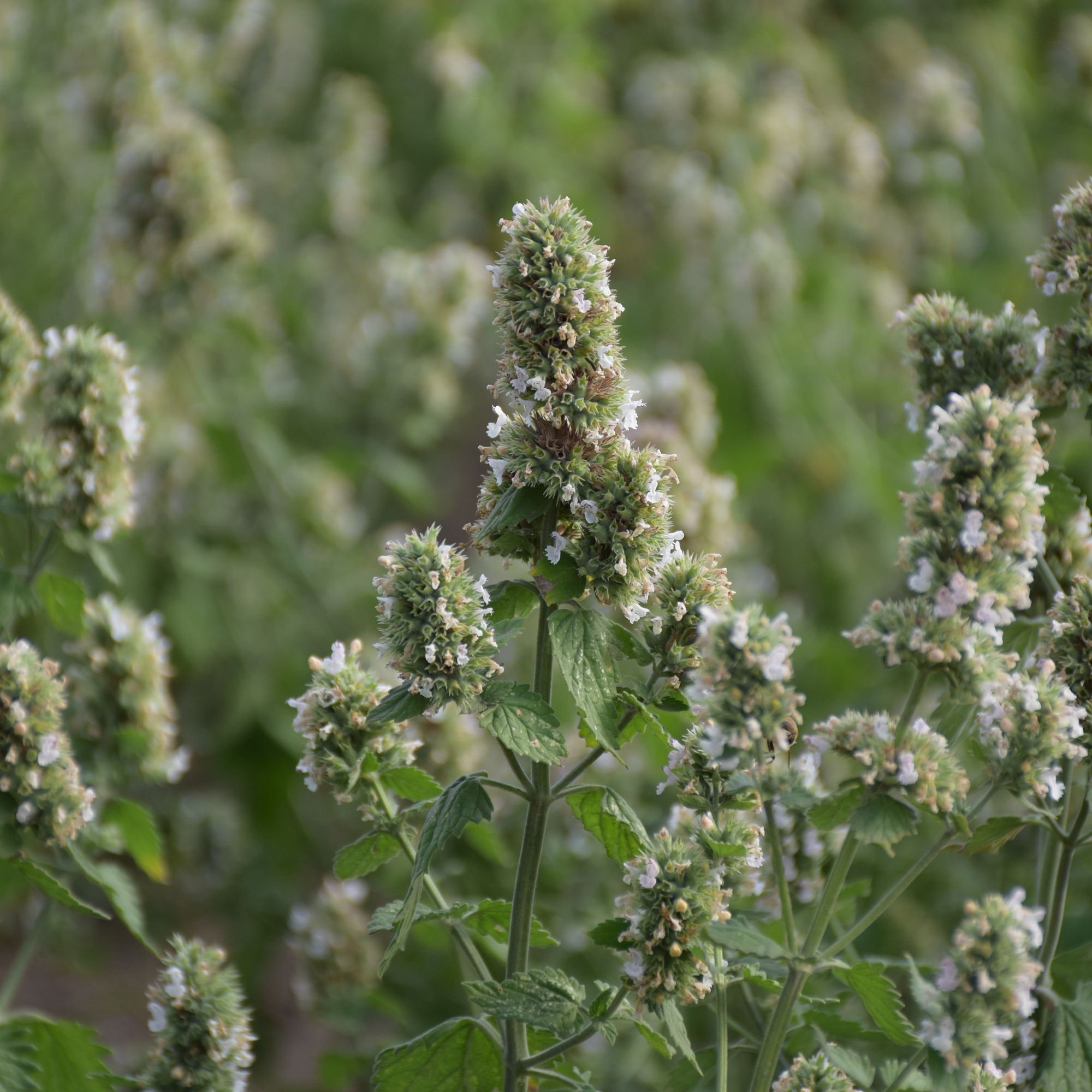 Verve Catmint Seeds