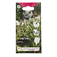 Verve Catmint Seed