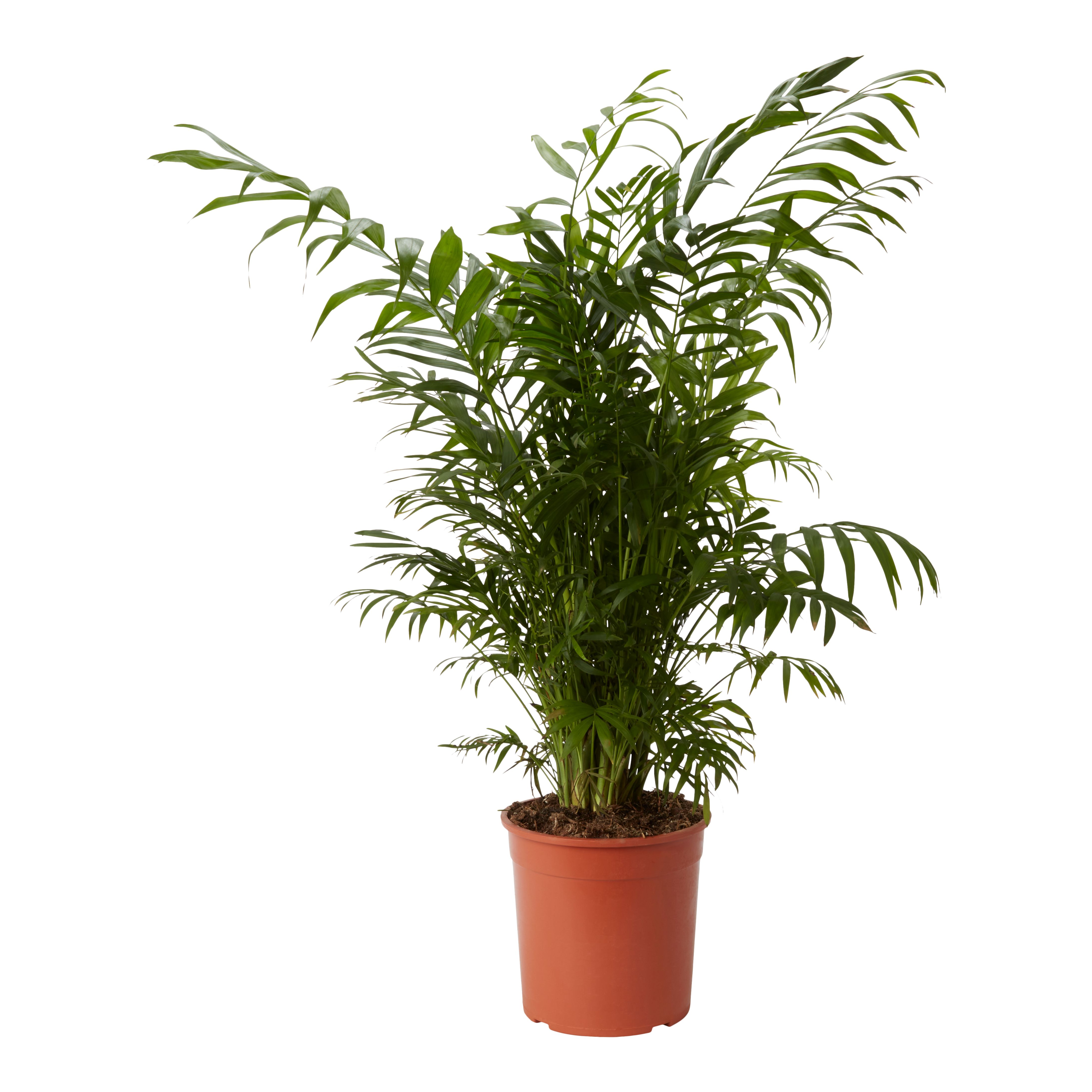 Verve Chamaedorea elegans in Plastic Grow pot 19cm