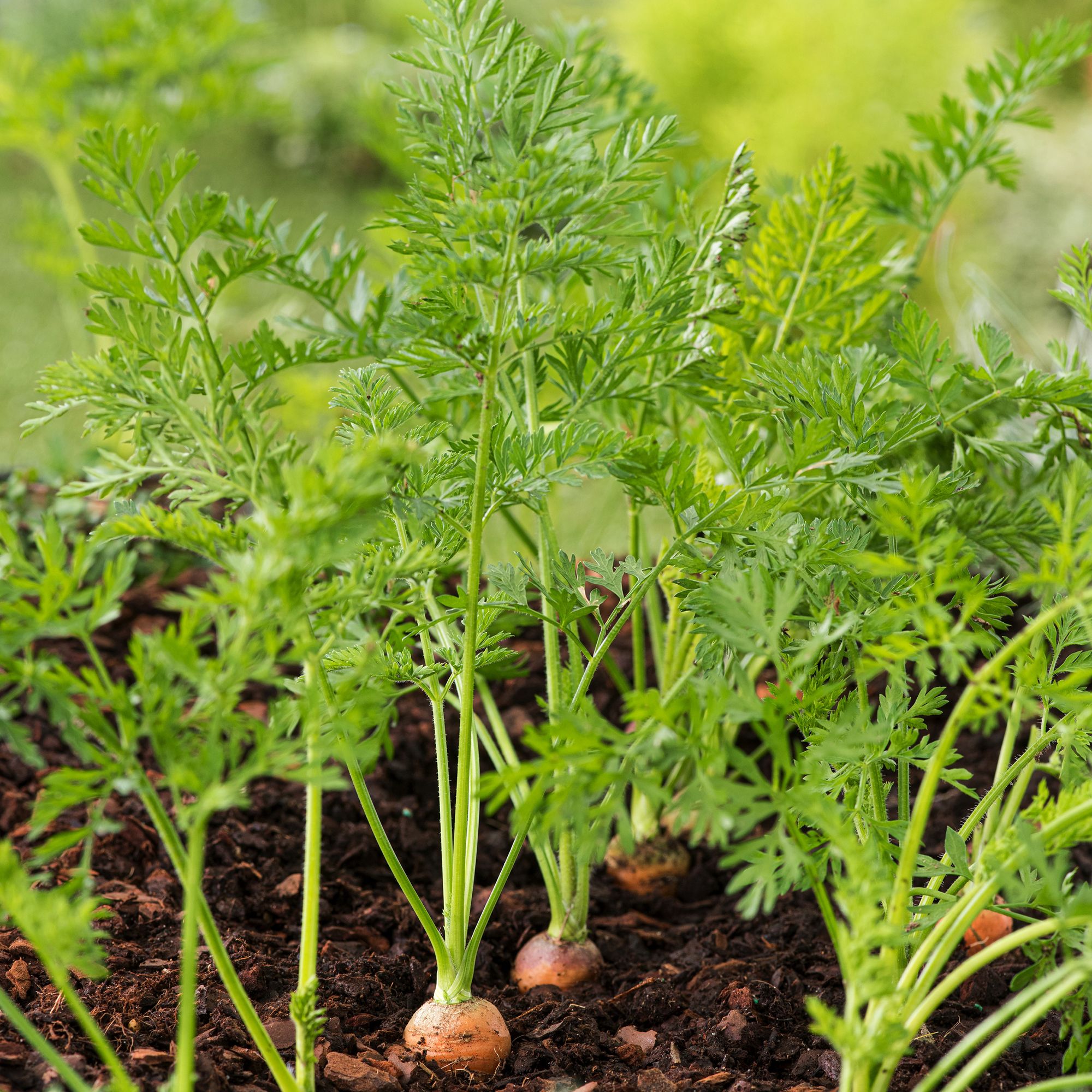 Verve Chantenay carrot Seed